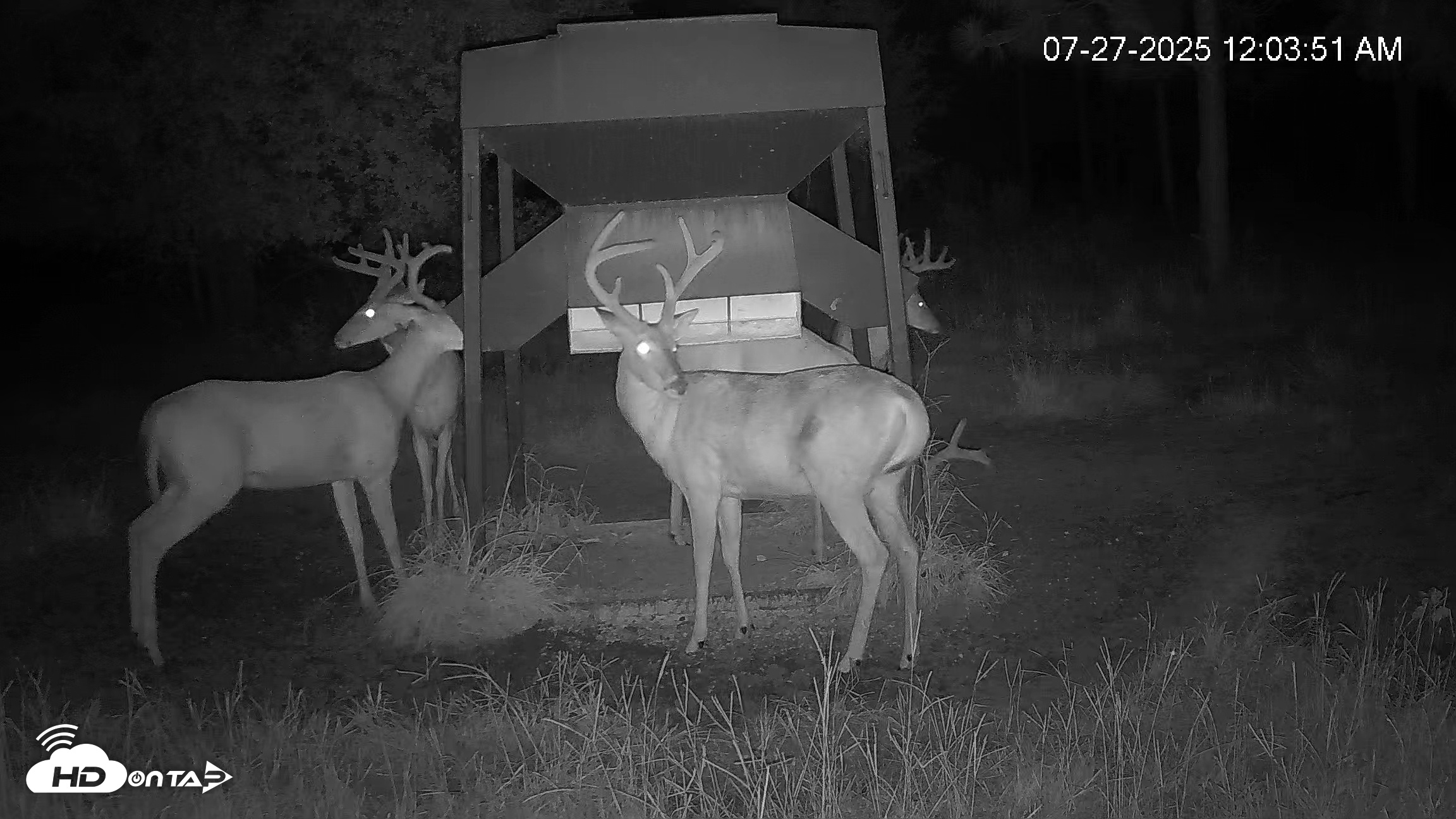 Snapshot of Leesburg Georgia Live Deer Feeder Webcam taken Jul 27, 2025, 12:05am EDT