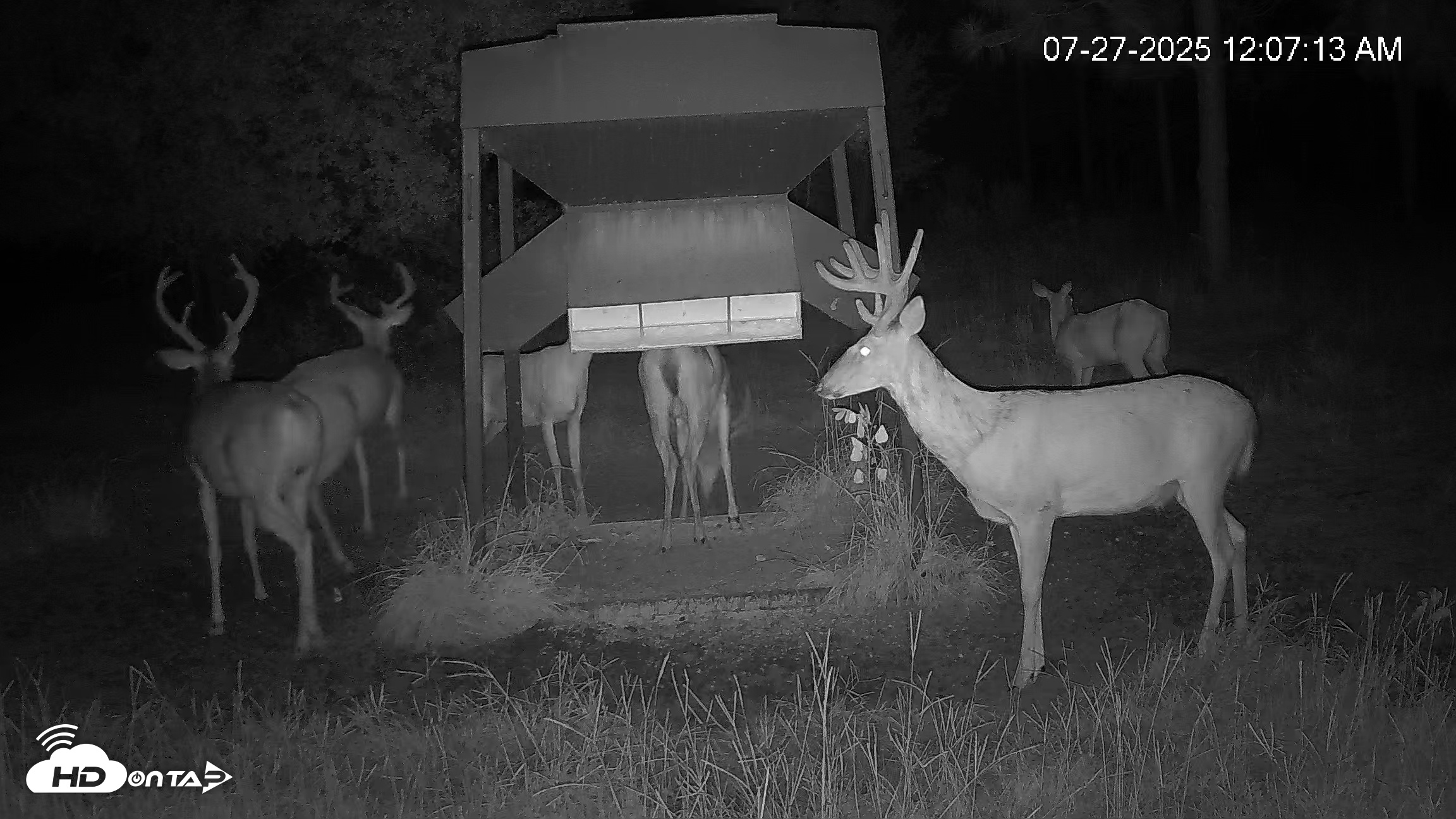 Snapshot of Leesburg Georgia Live Deer Feeder Webcam taken Jul 27, 2025, 12:10am EDT