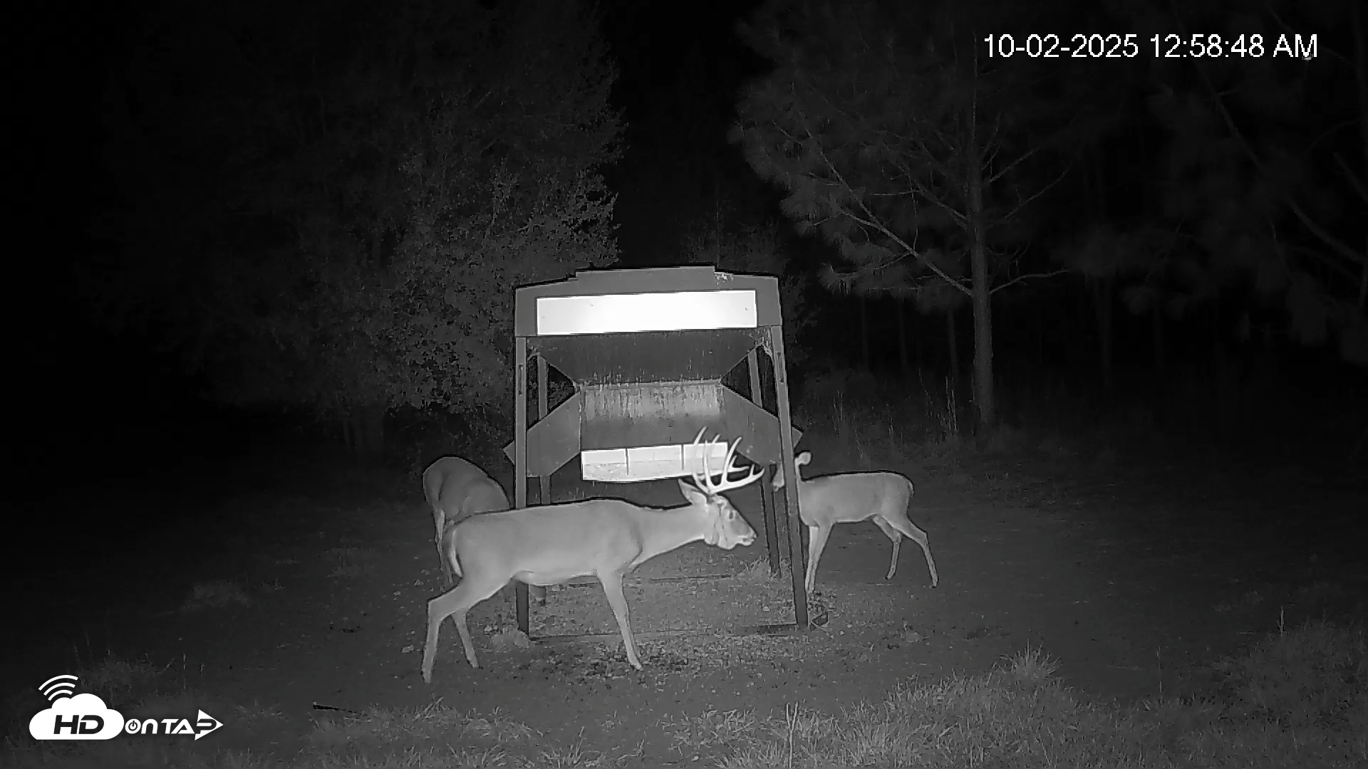 Snapshot of Leesburg Georgia Live Deer Feeder Webcam taken Oct 2, 2025, 12:58am EDT