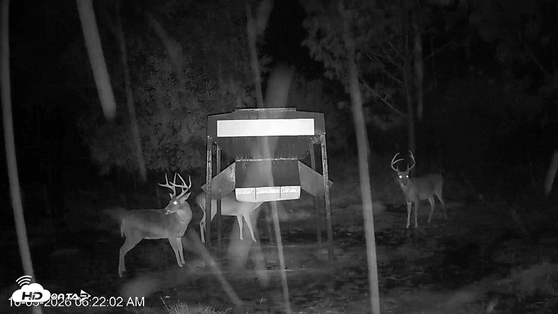 Snapshot of Leesburg Georgia Live Deer Feeder Webcam taken Oct 5, 2026, 6:21am EDT