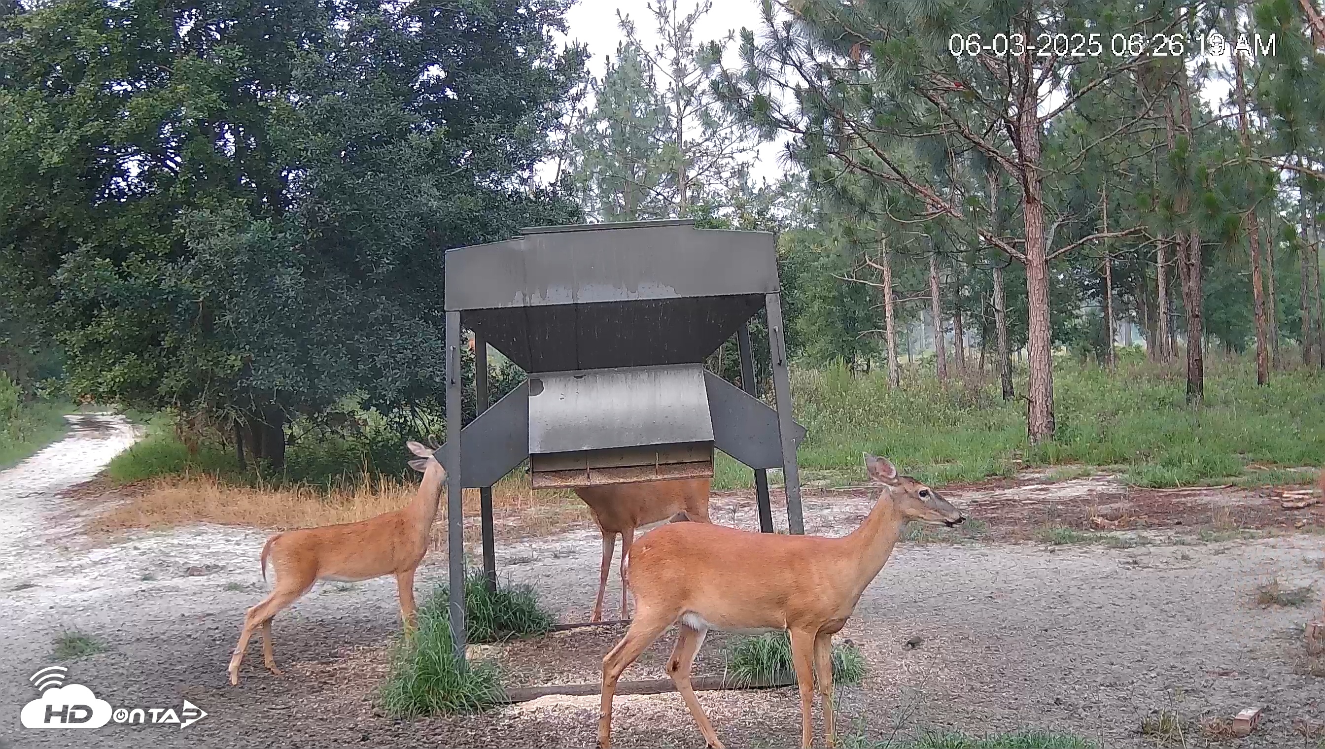 Snapshot of Leesburg Georgia Live Deer Feeder Webcam taken Jun 3, 2025, 6:27am EDT