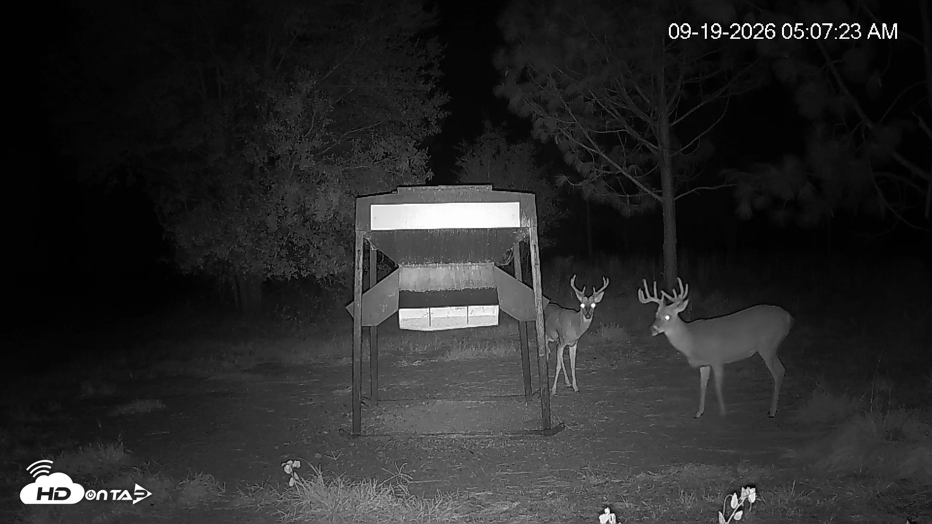 Snapshot of Leesburg Georgia Live Deer Feeder Webcam taken Sep 19, 2026, 5:07am EDT