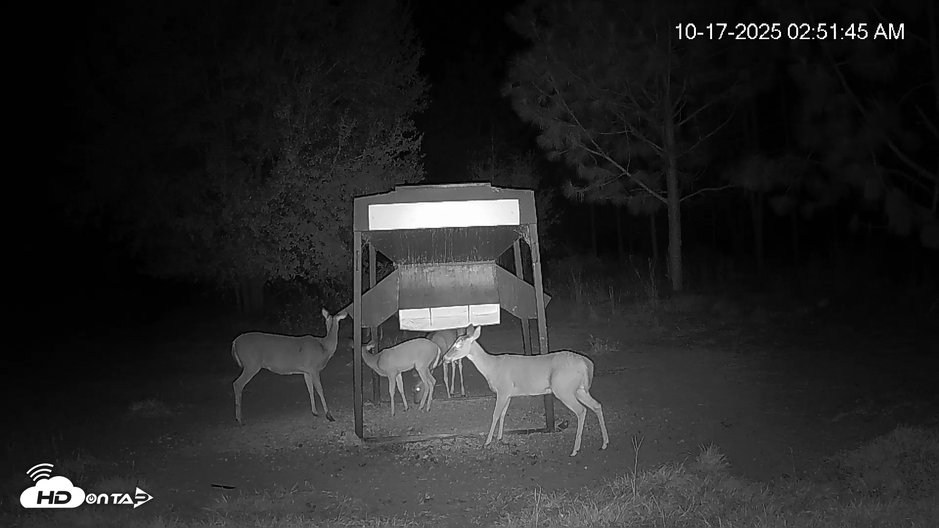 Snapshot of Leesburg Georgia Live Deer Feeder Webcam taken Oct 17, 2025, 2:52am EDT