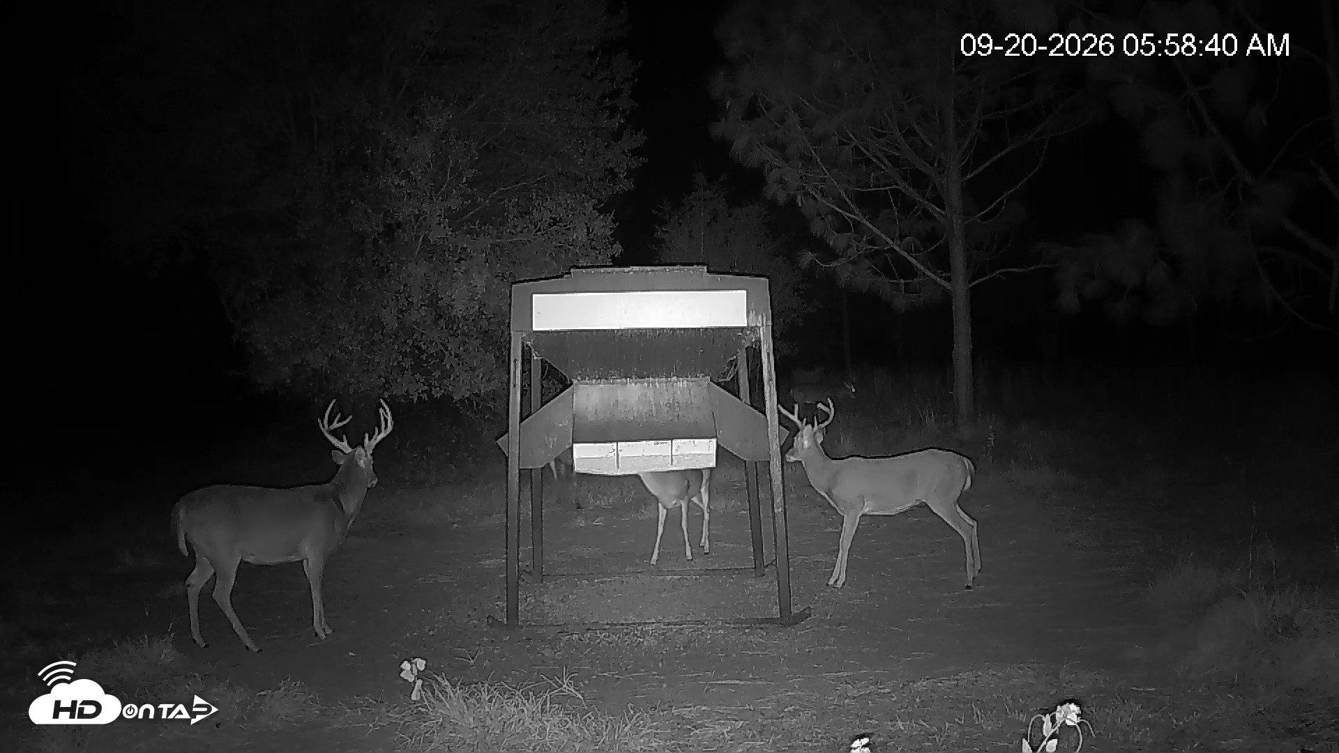 Snapshot of Leesburg Georgia Live Deer Feeder Webcam taken Sep 20, 2026, 5:59am EDT
