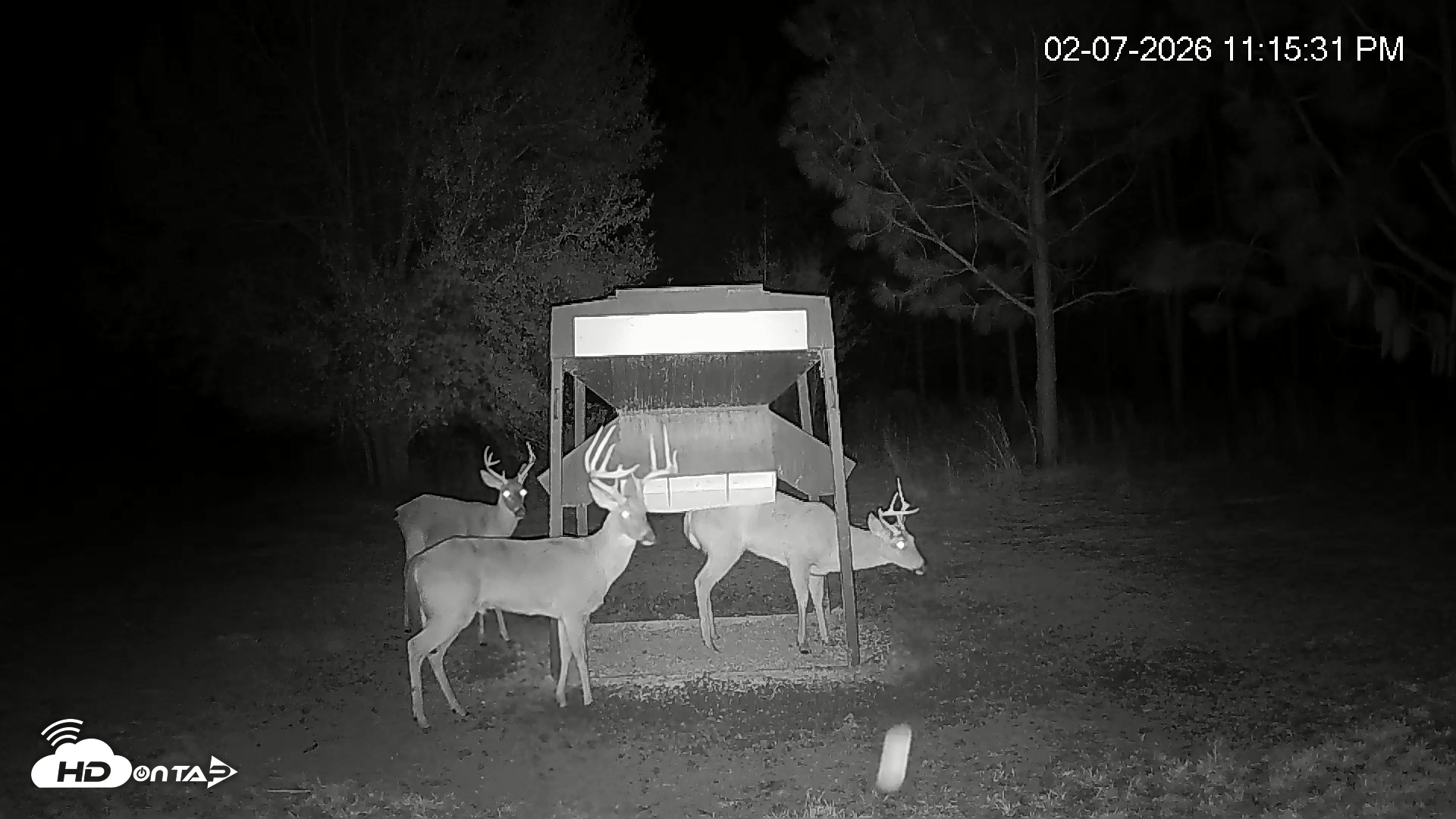 Snapshot of Leesburg Georgia Live Deer Feeder Webcam taken Feb 7, 2026, 11:15pm EST