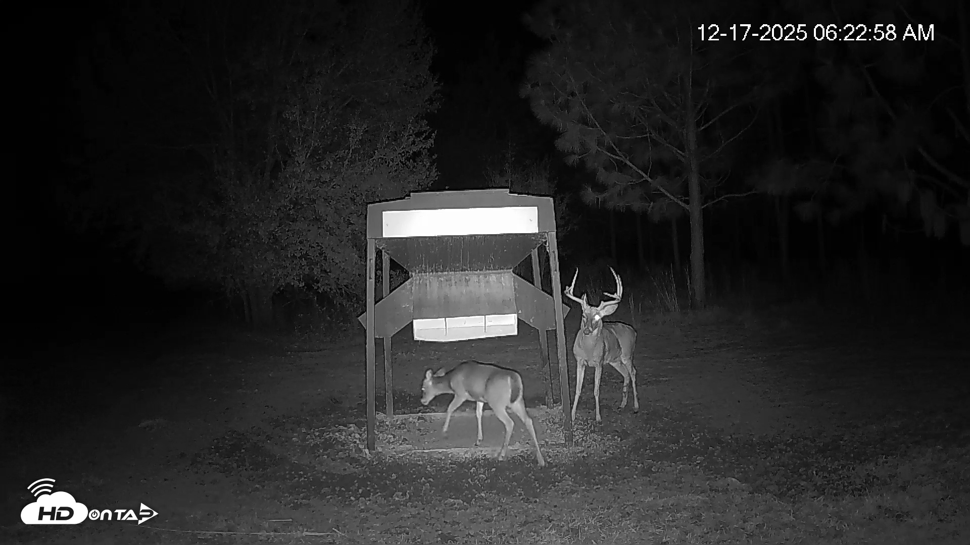Snapshot of Leesburg Georgia Live Deer Feeder Webcam taken Dec 17, 2025, 6:23am EST