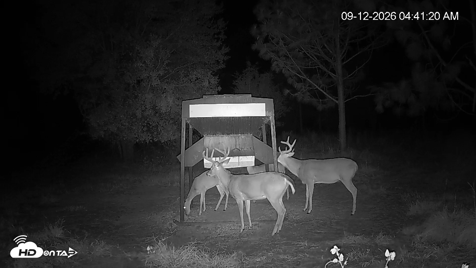 Snapshot of Leesburg Georgia Live Deer Feeder Webcam taken Sep 12, 2026, 4:41am EDT