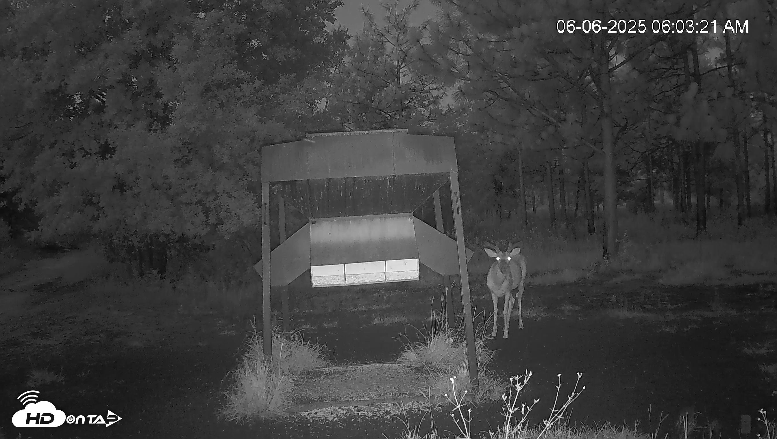 Snapshot of Leesburg Georgia Live Deer Feeder Webcam taken Jun 6, 2025, 6:04am EDT