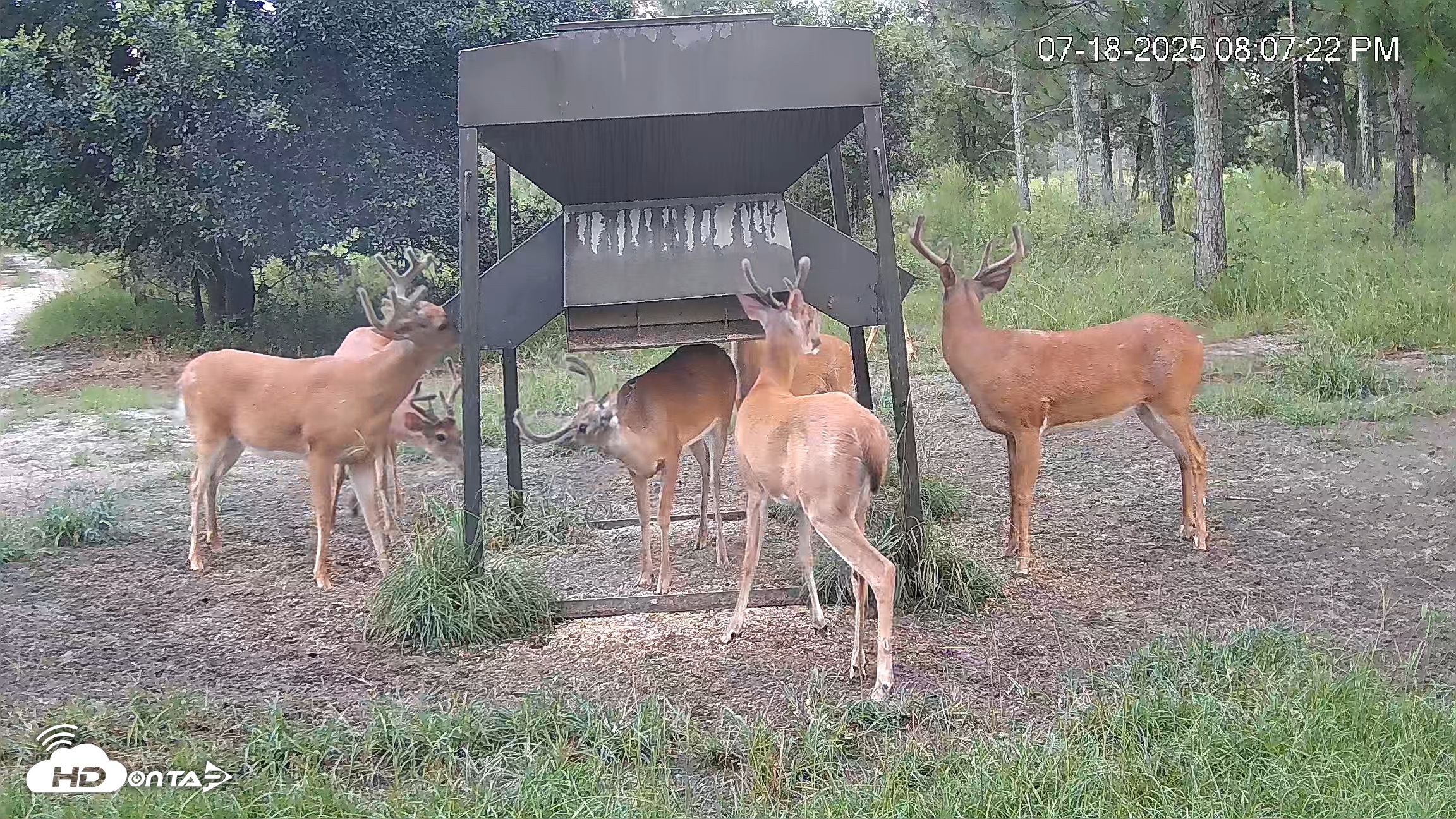 Snapshot of Leesburg Georgia Live Deer Feeder Webcam taken Jul 18, 2025, 8:08pm EDT