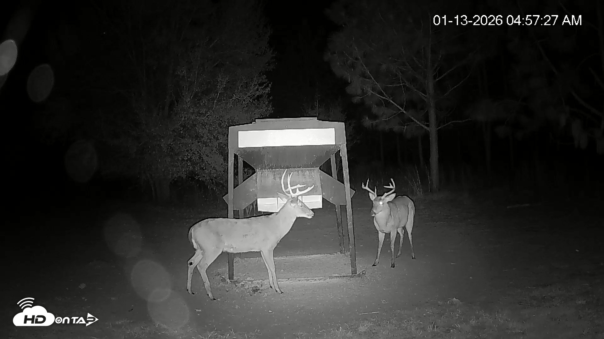 Snapshot of Leesburg Georgia Live Deer Feeder Webcam taken Jan 13, 2026, 4:57am EST
