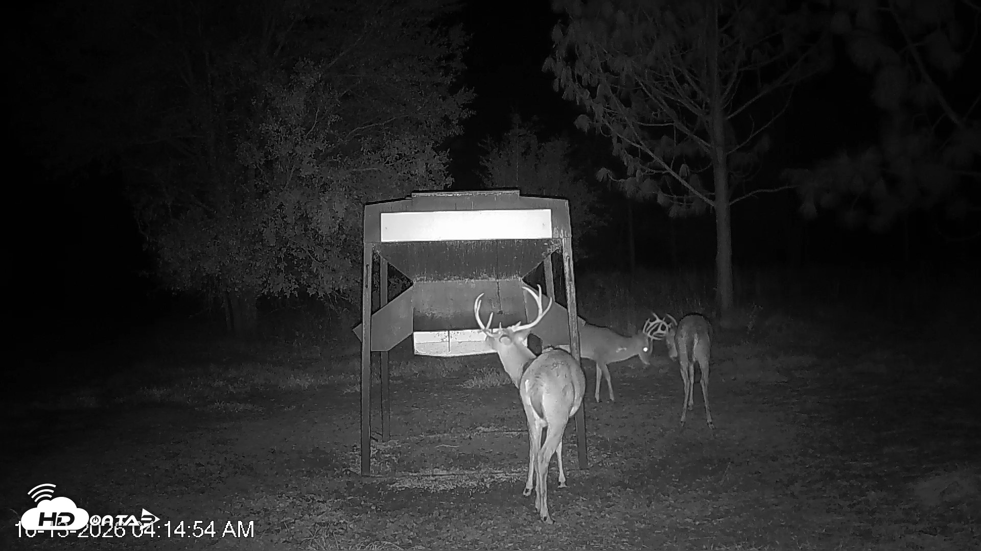 Snapshot of Leesburg Georgia Live Deer Feeder Webcam taken Oct 13, 2026, 4:14am EDT