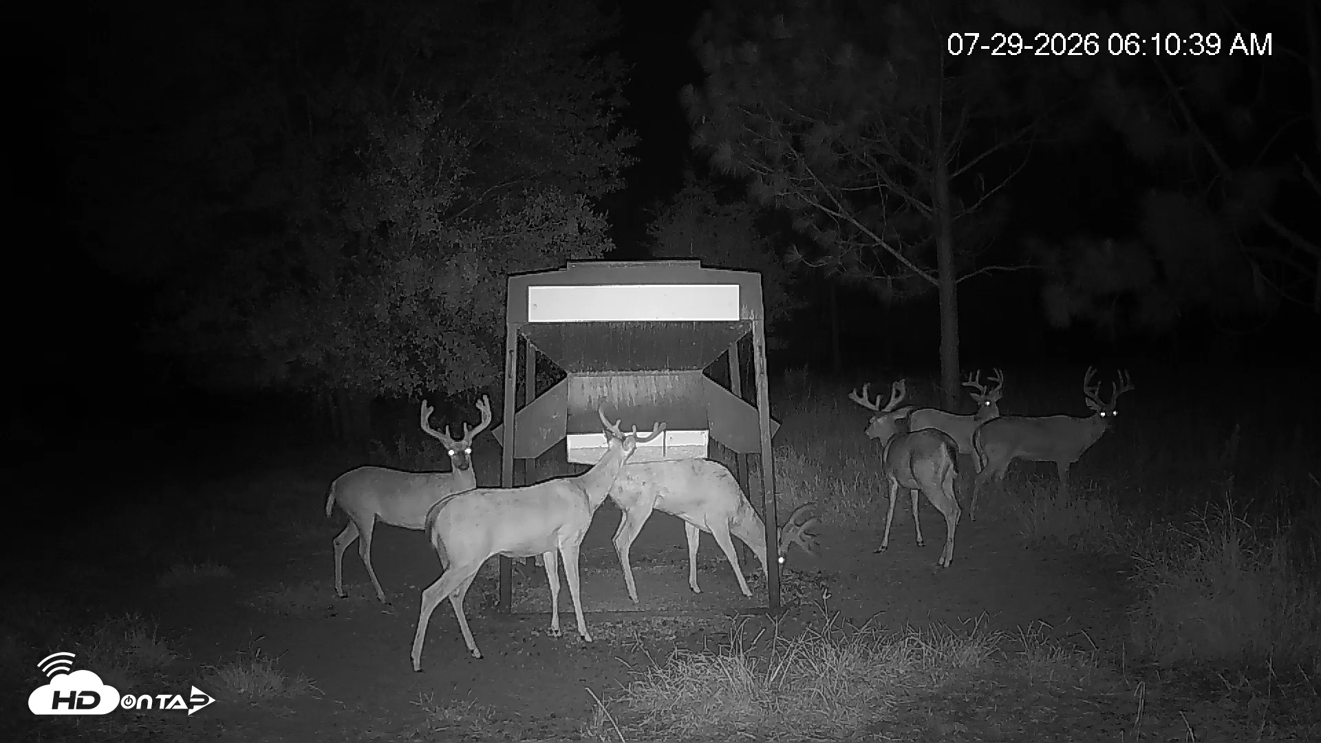 Snapshot of Leesburg Georgia Live Deer Feeder Webcam taken Jul 29, 2026, 6:11am EDT
