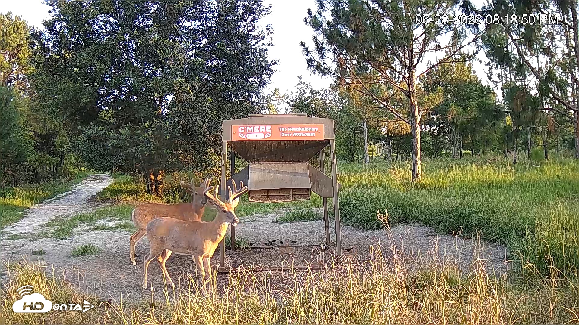 Snapshot of Leesburg Georgia Live Deer Feeder Webcam taken Jun 28, 2026, 8:19pm EDT