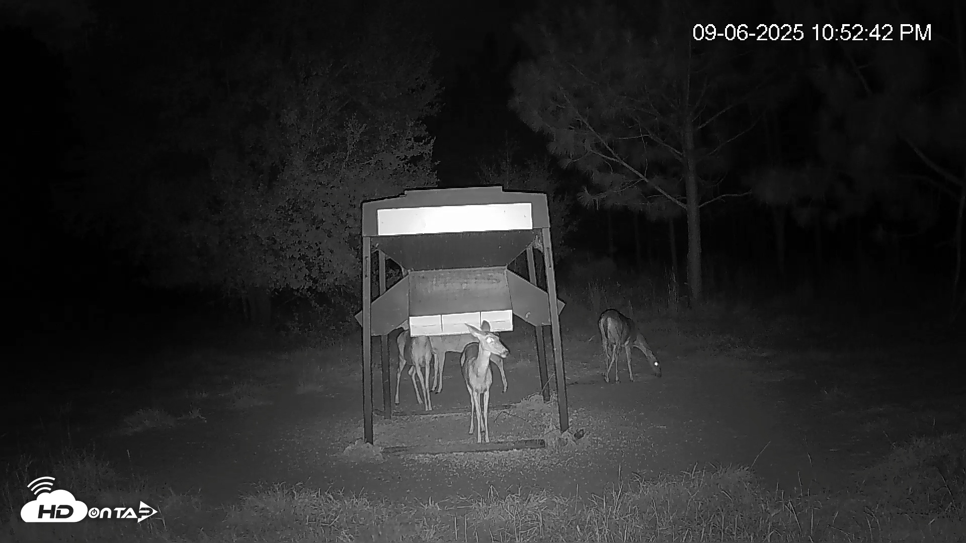Snapshot of Leesburg Georgia Live Deer Feeder Webcam taken Sep 6, 2025, 10:53pm EDT