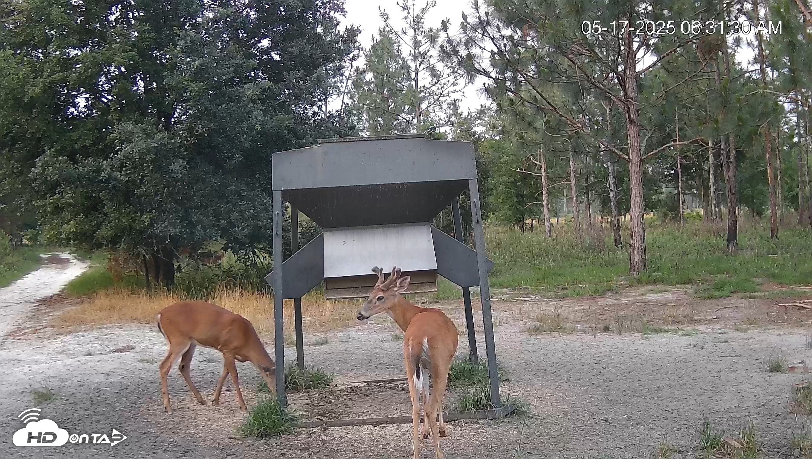 Snapshot of Leesburg Georgia Live Deer Feeder Webcam taken May 17, 2025, 6:31am EDT