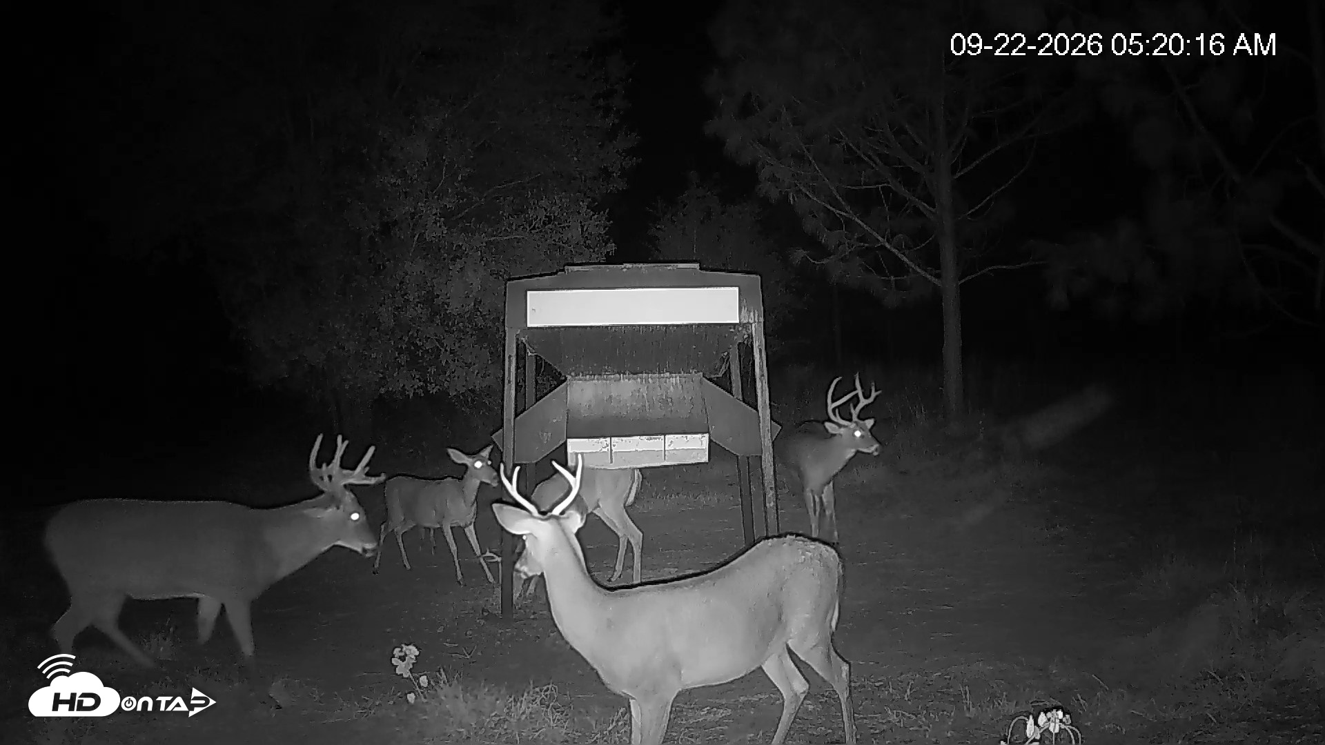 Snapshot of Leesburg Georgia Live Deer Feeder Webcam taken Sep 22, 2026, 5:20am EDT