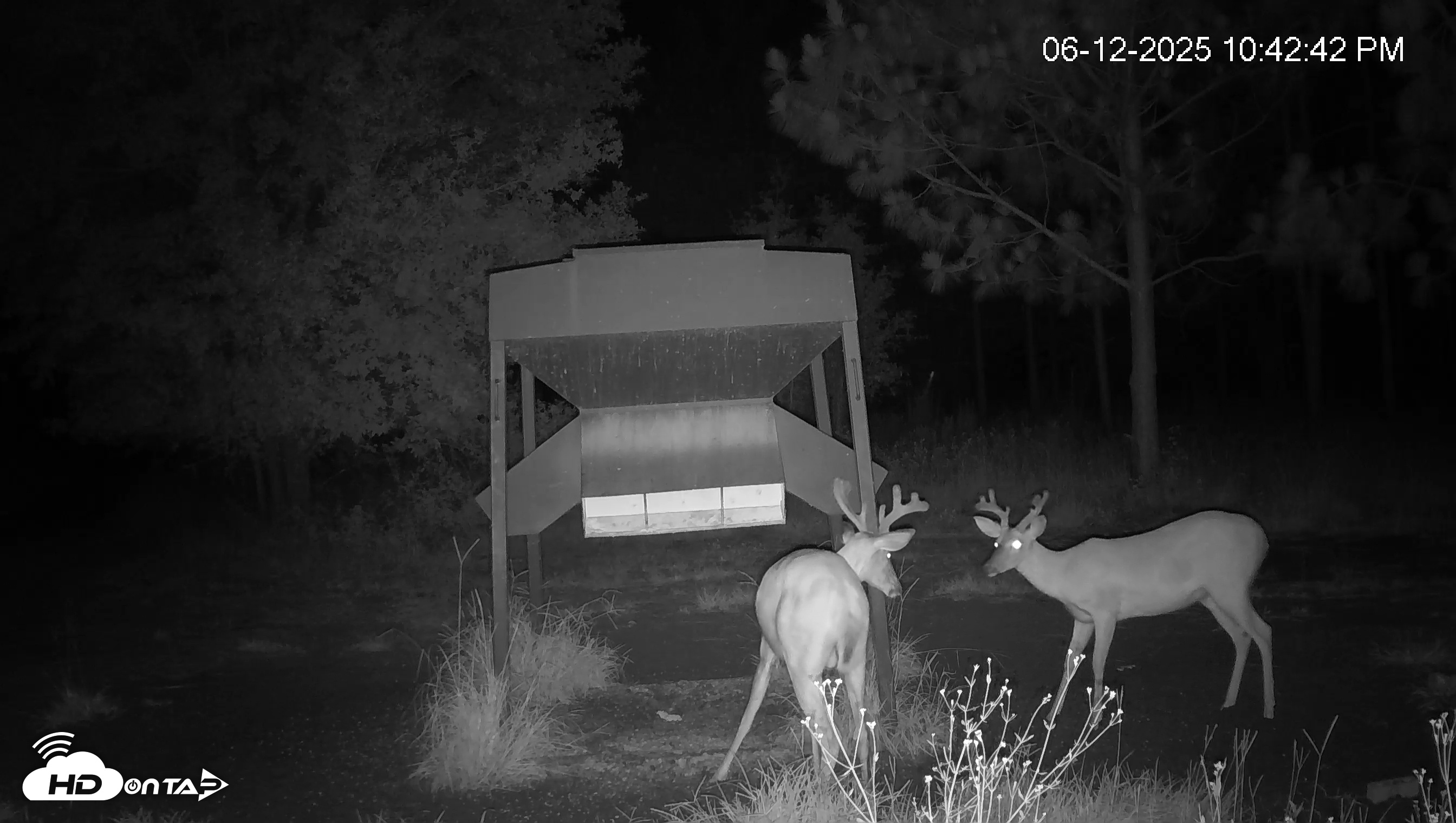 Snapshot of Leesburg Georgia Live Deer Feeder Webcam taken Jun 12, 2025, 10:43pm EDT