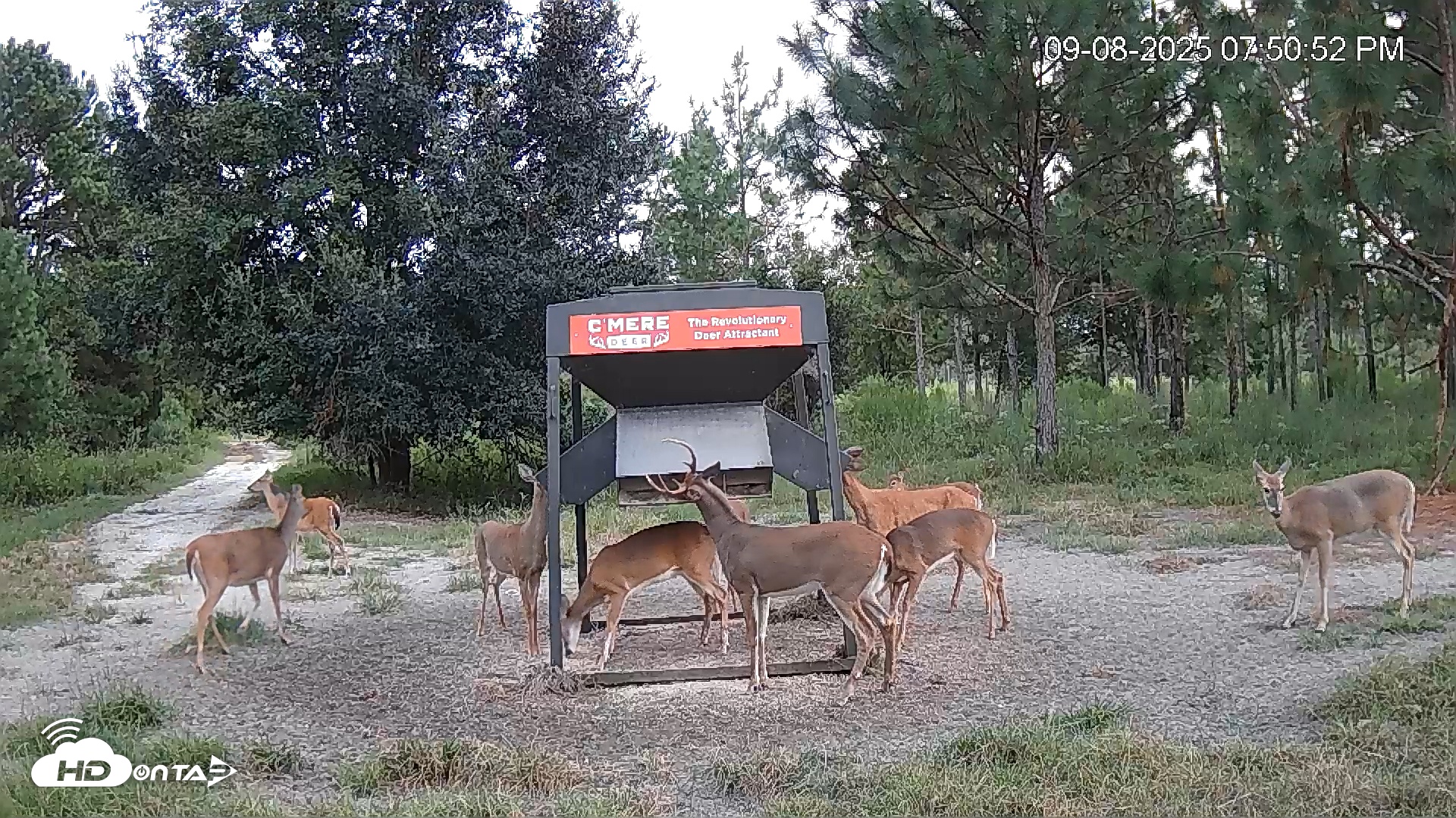 Snapshot of Leesburg Georgia Live Deer Feeder Webcam taken Sep 8, 2025, 7:51pm EDT
