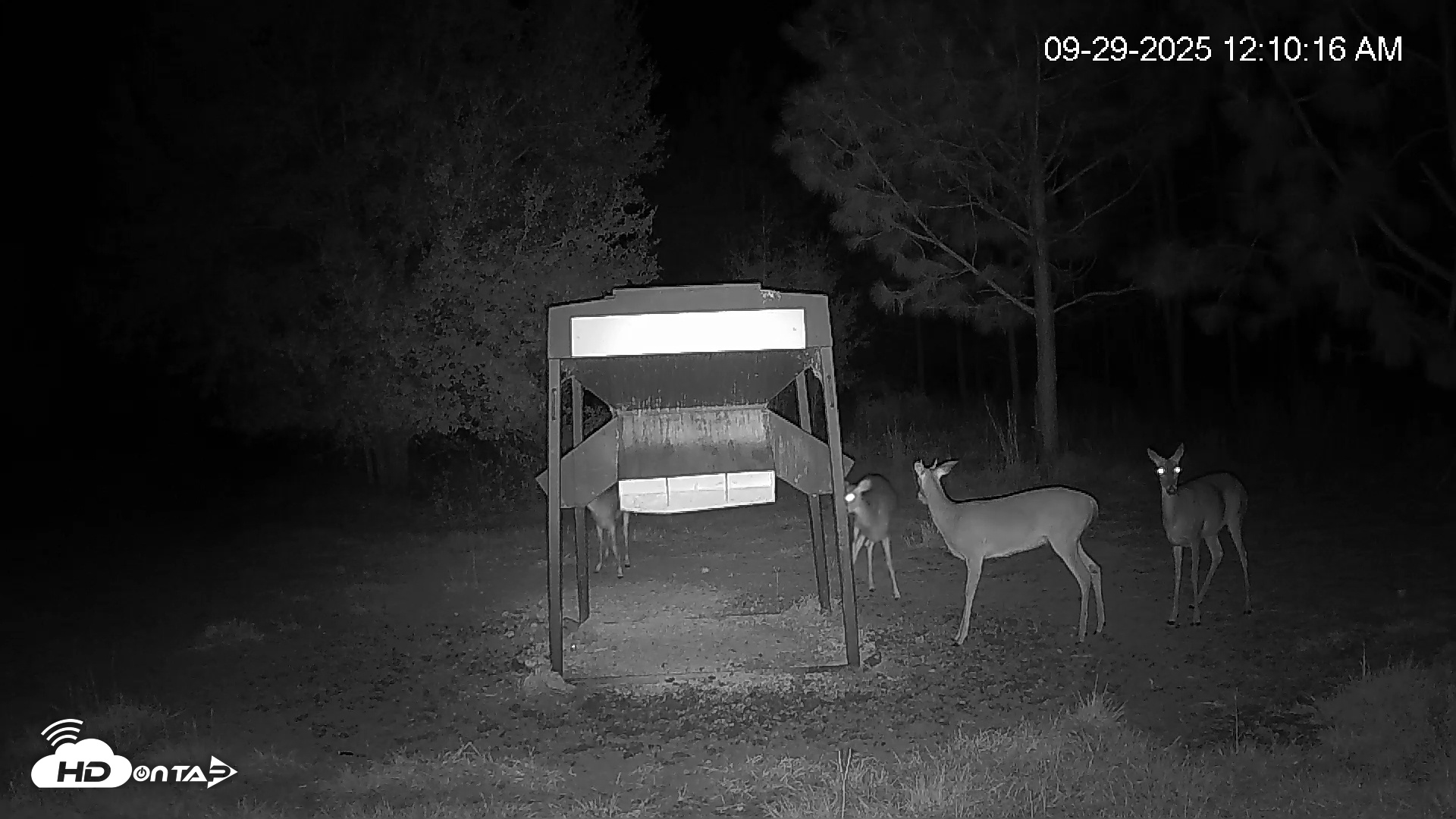 Snapshot of Leesburg Georgia Live Deer Feeder Webcam taken Sep 29, 2025, 12:10am EDT
