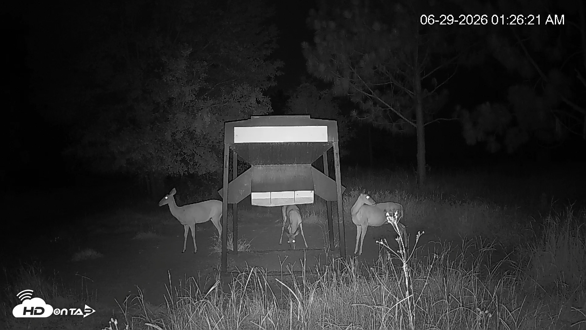 Snapshot of Leesburg Georgia Live Deer Feeder Webcam taken Jun 29, 2026, 1:26am EDT