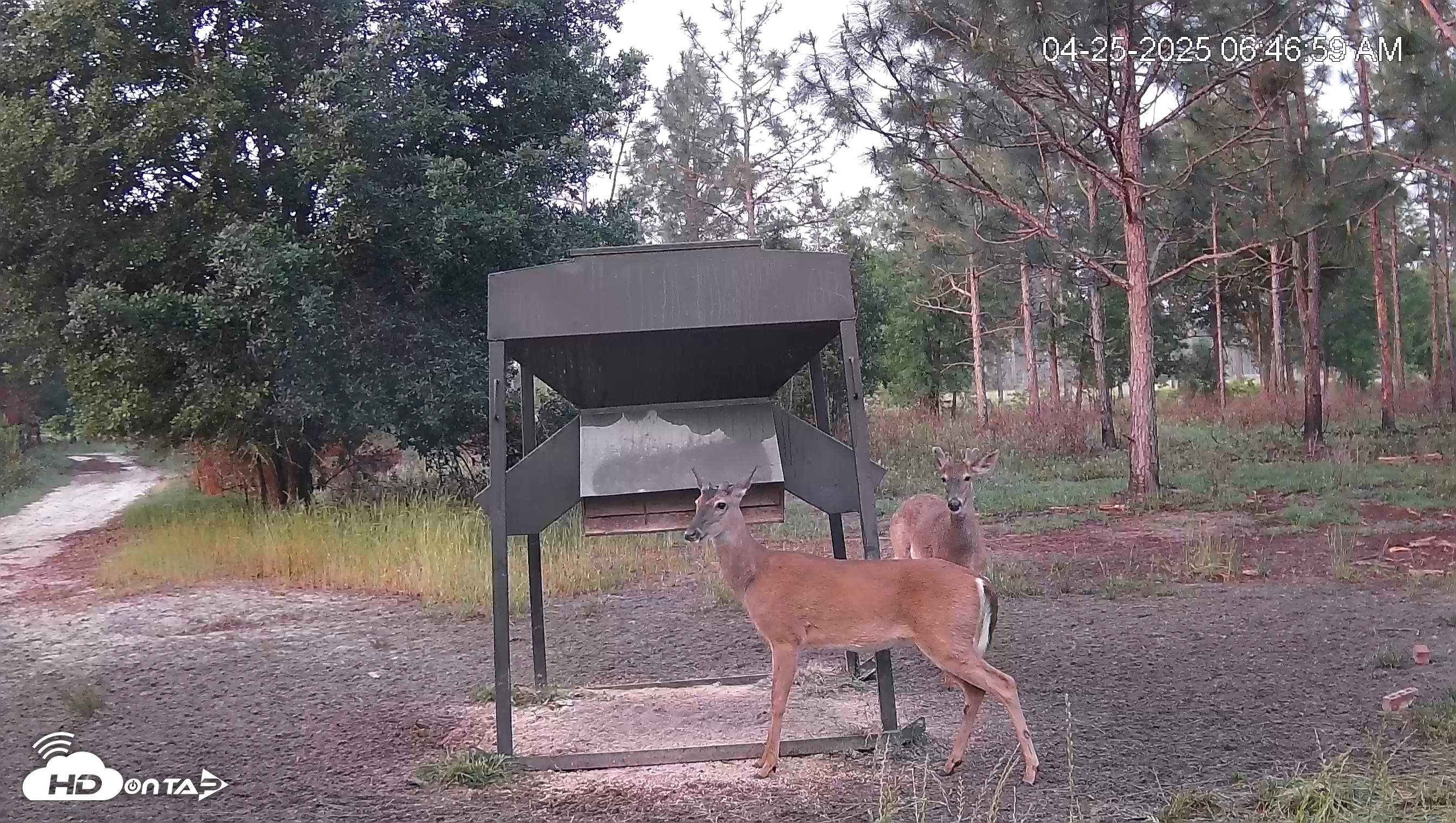 Snapshot of Leesburg Georgia Live Deer Feeder Webcam taken Apr 25, 2025, 6:47am EDT