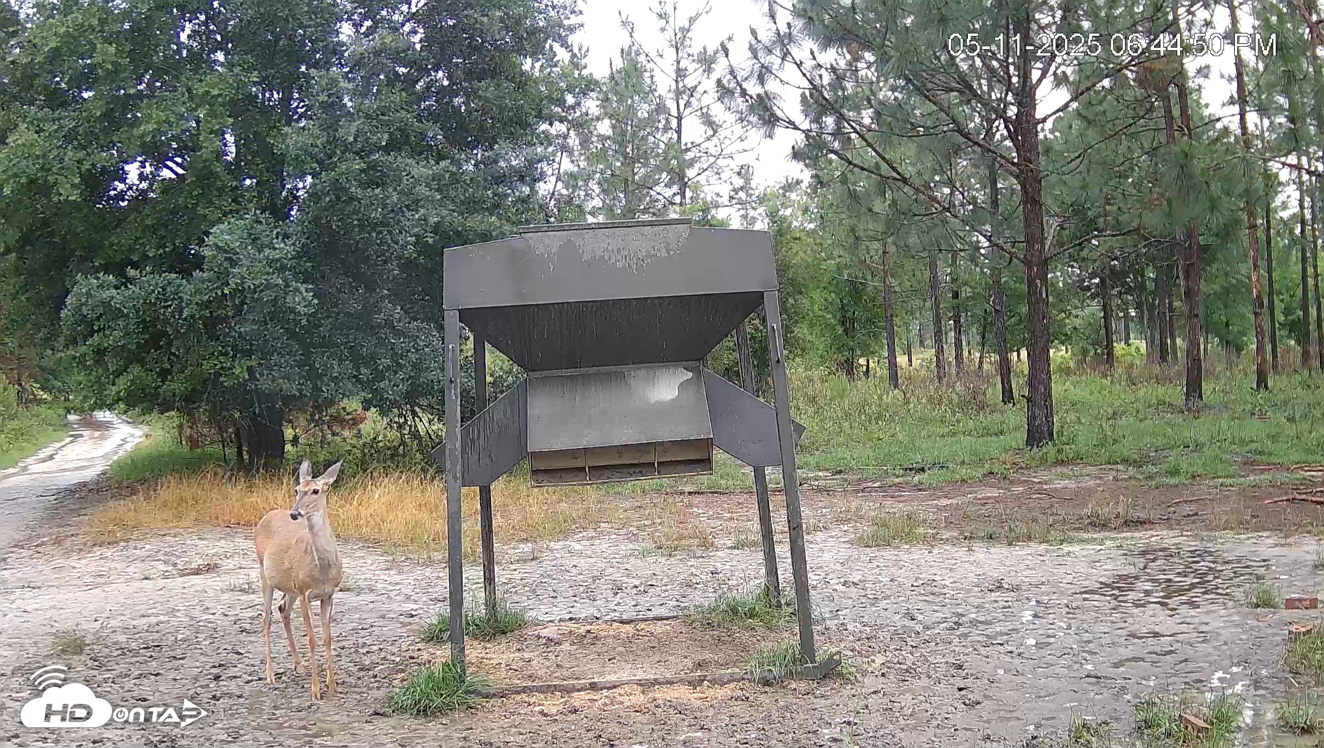 Snapshot of Leesburg Georgia Live Deer Feeder Webcam taken May 11, 2025, 6:44pm EDT
