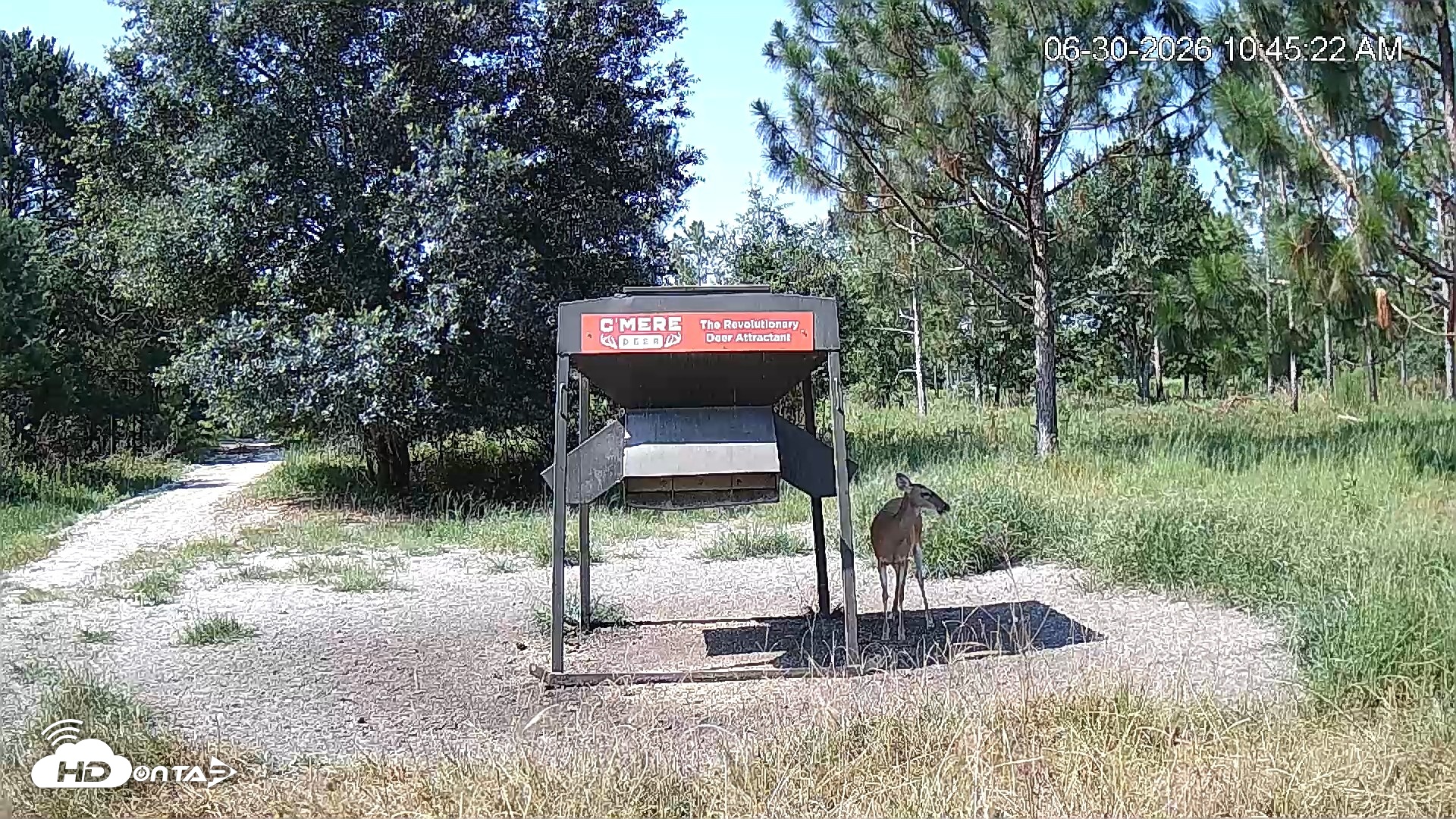 Snapshot of Leesburg Georgia Live Deer Feeder Webcam taken Jun 30, 2026, 10:45am EDT