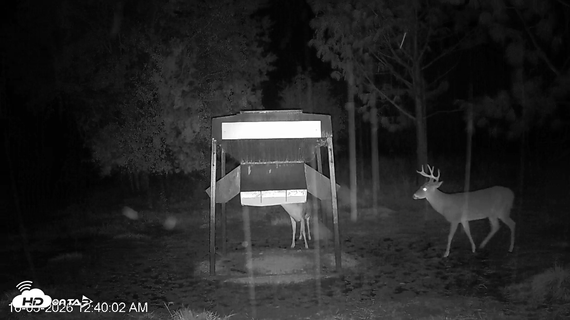 Snapshot of Leesburg Georgia Live Deer Feeder Webcam taken Oct 5, 2026, 12:39am EDT