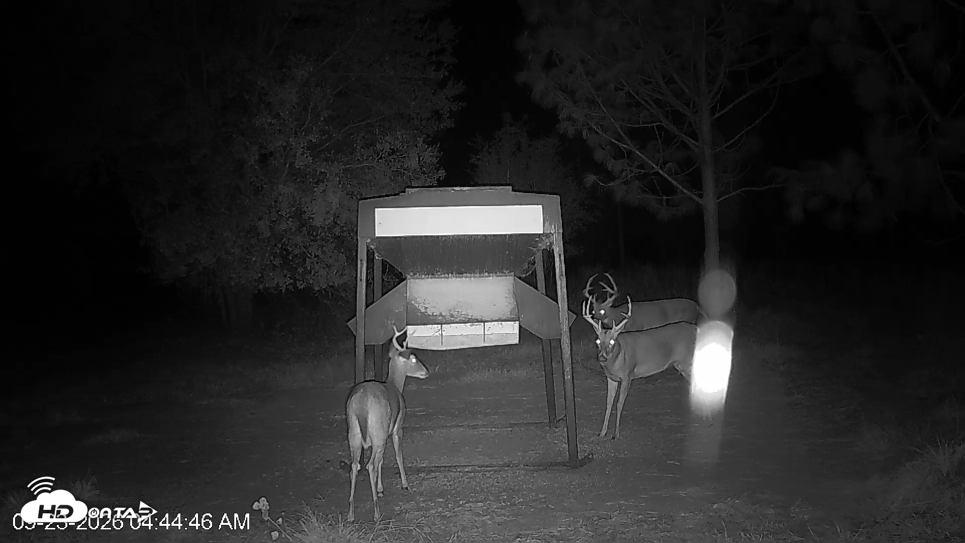 Snapshot of Leesburg Georgia Live Deer Feeder Webcam taken Sep 23, 2026, 4:44am EDT