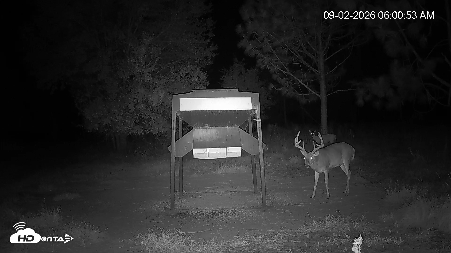 Snapshot of Leesburg Georgia Live Deer Feeder Webcam taken Sep 2, 2026, 6:01am EDT