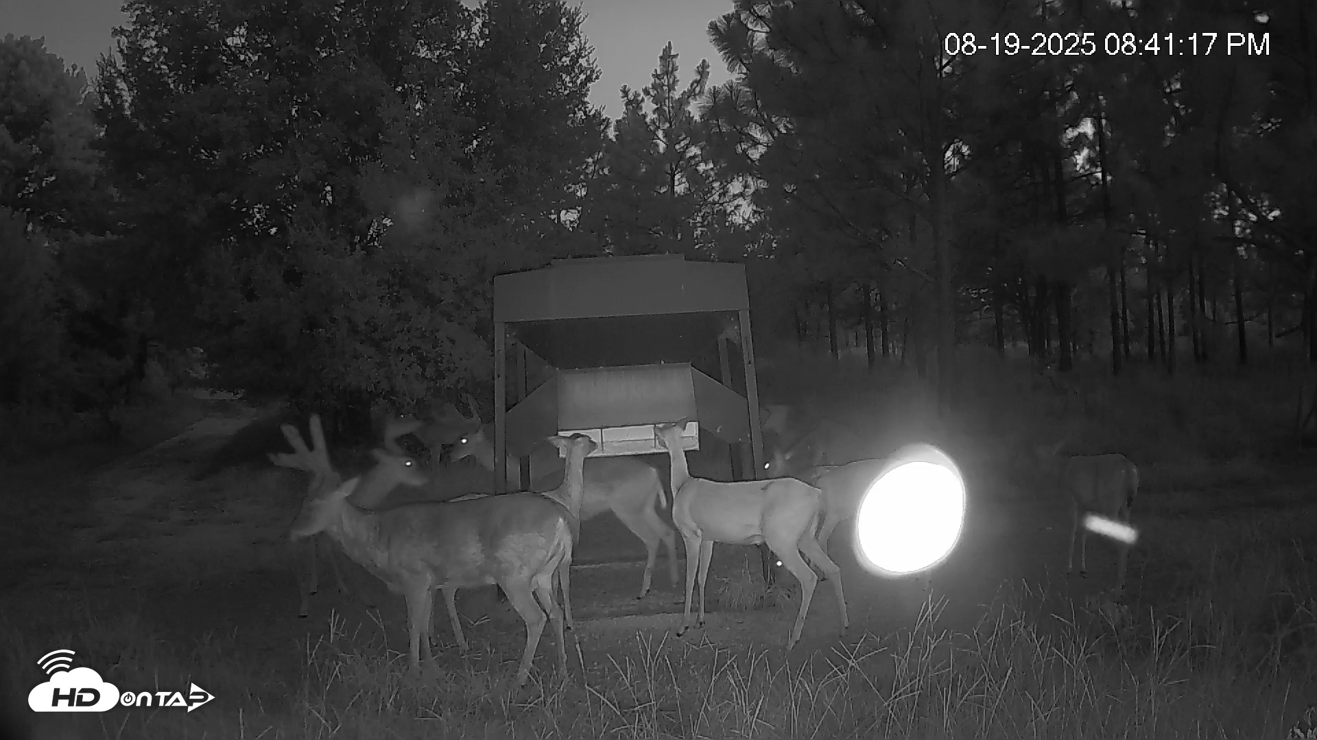 Snapshot of Leesburg Georgia Live Deer Feeder Webcam taken Aug 19, 2025, 8:41pm EDT