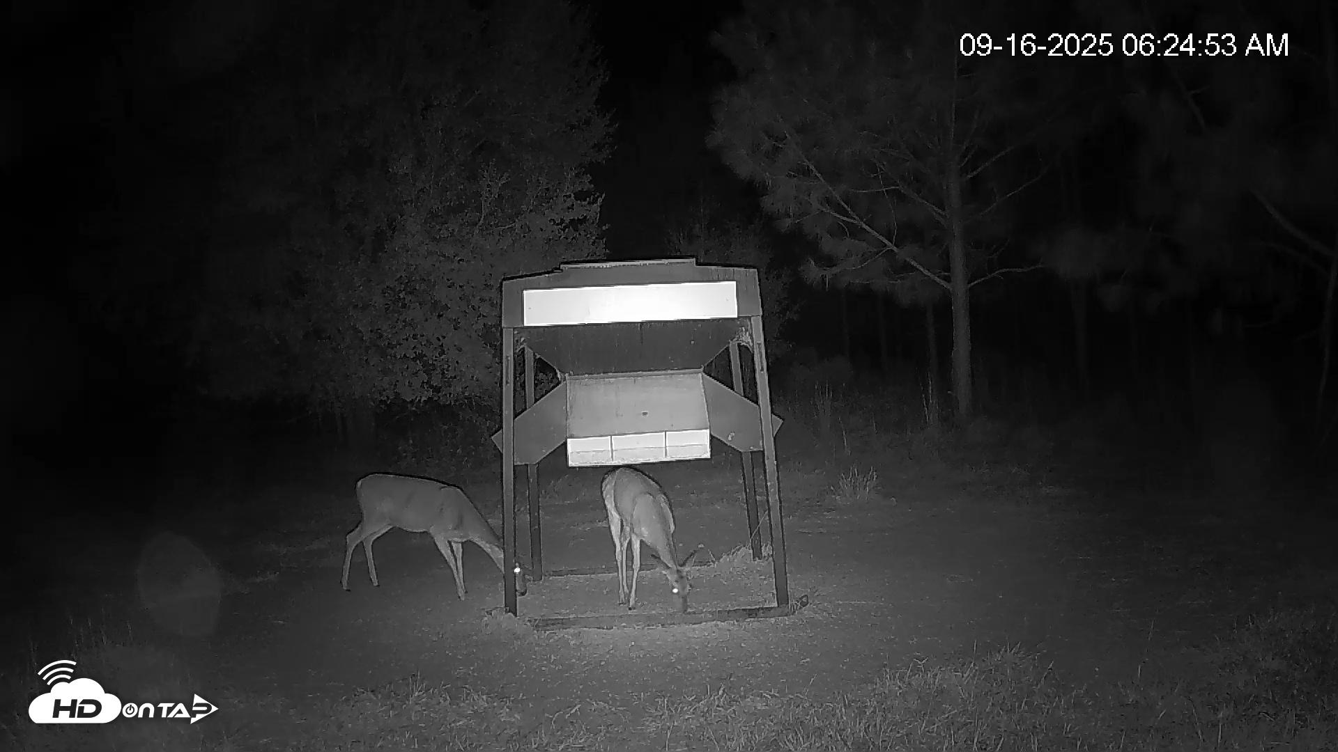 Snapshot of Leesburg Georgia Live Deer Feeder Webcam taken Sep 16, 2025, 6:25am EDT