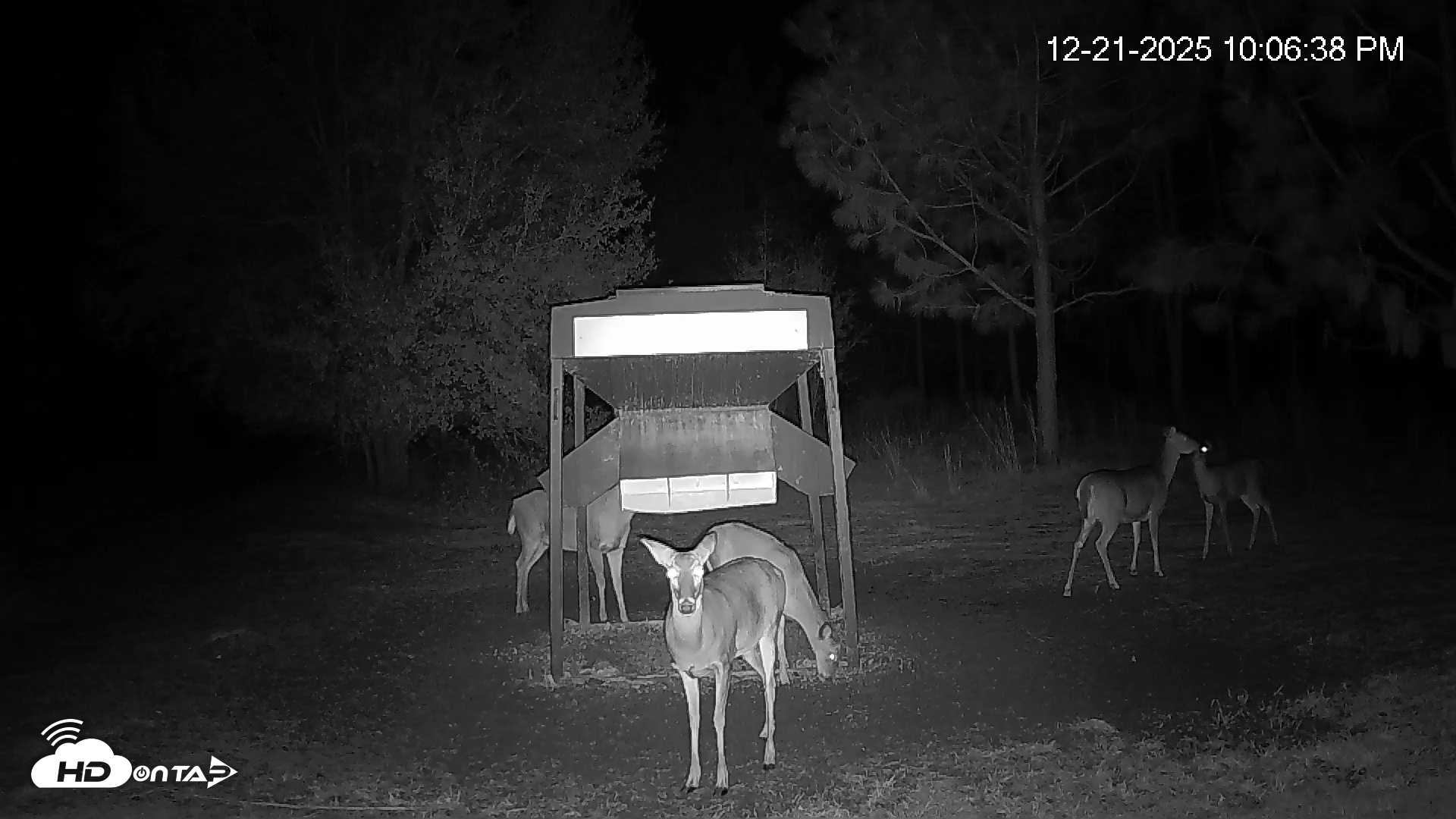 Snapshot of Leesburg Georgia Live Deer Feeder Webcam taken Dec 21, 2025, 10:06pm EST