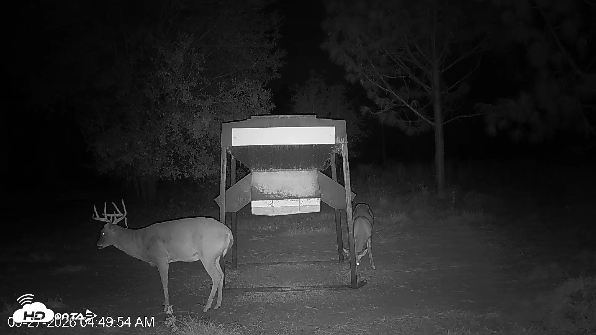 Snapshot of Leesburg Georgia Live Deer Feeder Webcam taken Sep 27, 2026, 4:50am EDT