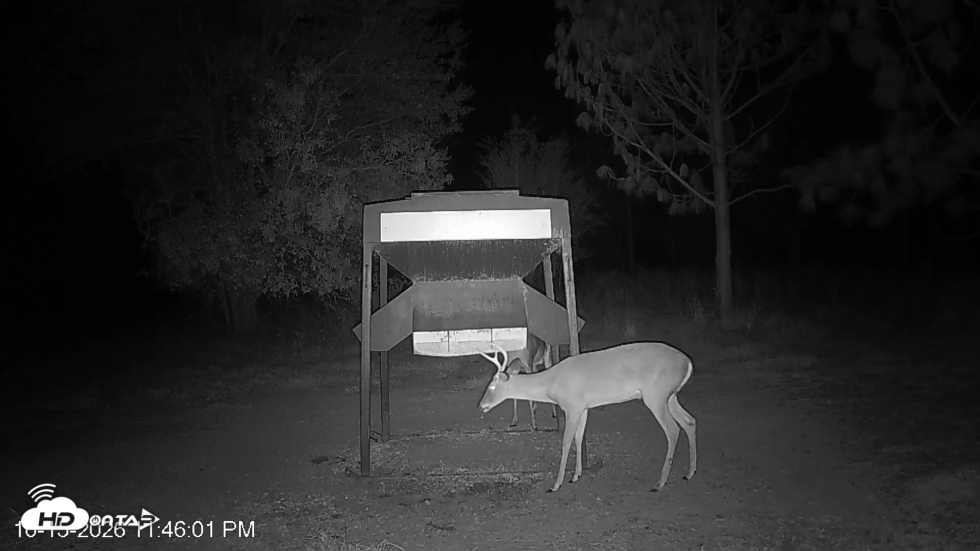 Snapshot of Leesburg Georgia Live Deer Feeder Webcam taken Oct 15, 2026, 11:46pm EDT