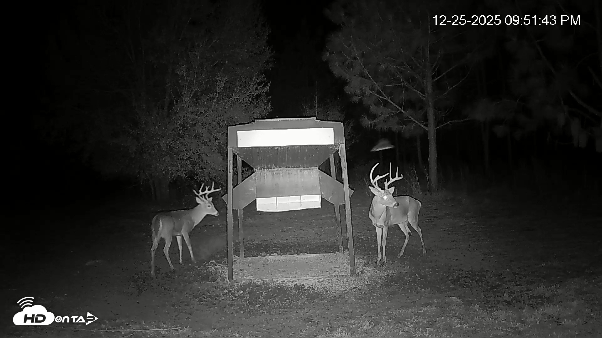 Snapshot of Leesburg Georgia Live Deer Feeder Webcam taken Dec 25, 2025, 9:51pm EST