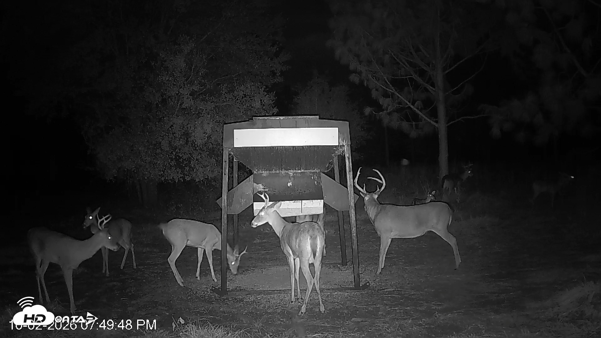 Snapshot of Leesburg Georgia Live Deer Feeder Webcam taken Oct 2, 2026, 7:49pm EDT