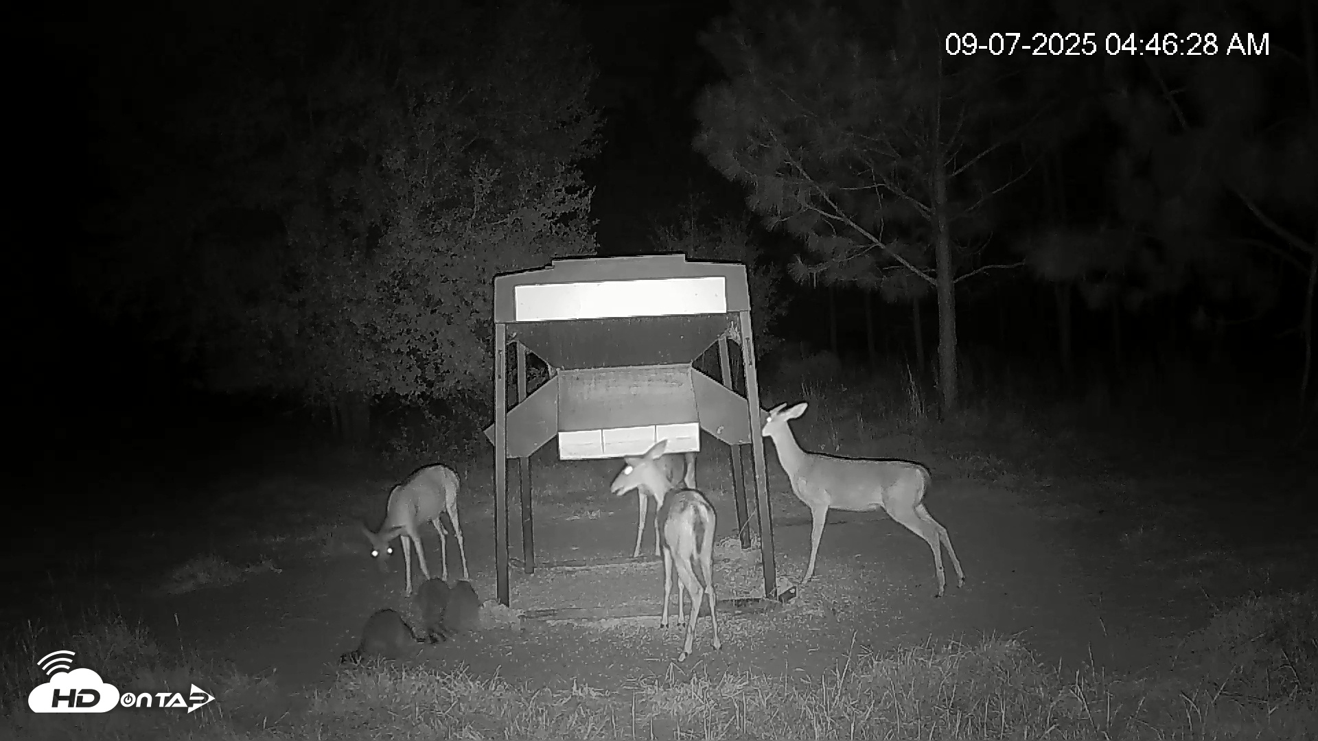 Snapshot of Leesburg Georgia Live Deer Feeder Webcam taken Sep 7, 2025, 4:46am EDT