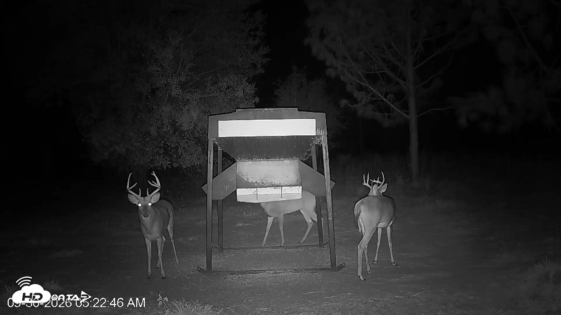 Snapshot of Leesburg Georgia Live Deer Feeder Webcam taken Sep 30, 2026, 5:22am EDT