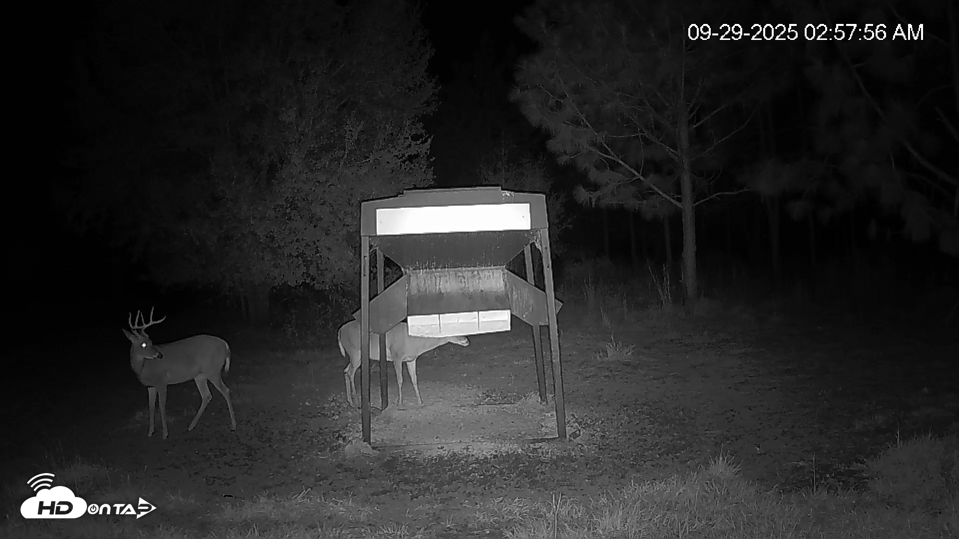 Snapshot of Leesburg Georgia Live Deer Feeder Webcam taken Sep 29, 2025, 2:57am EDT