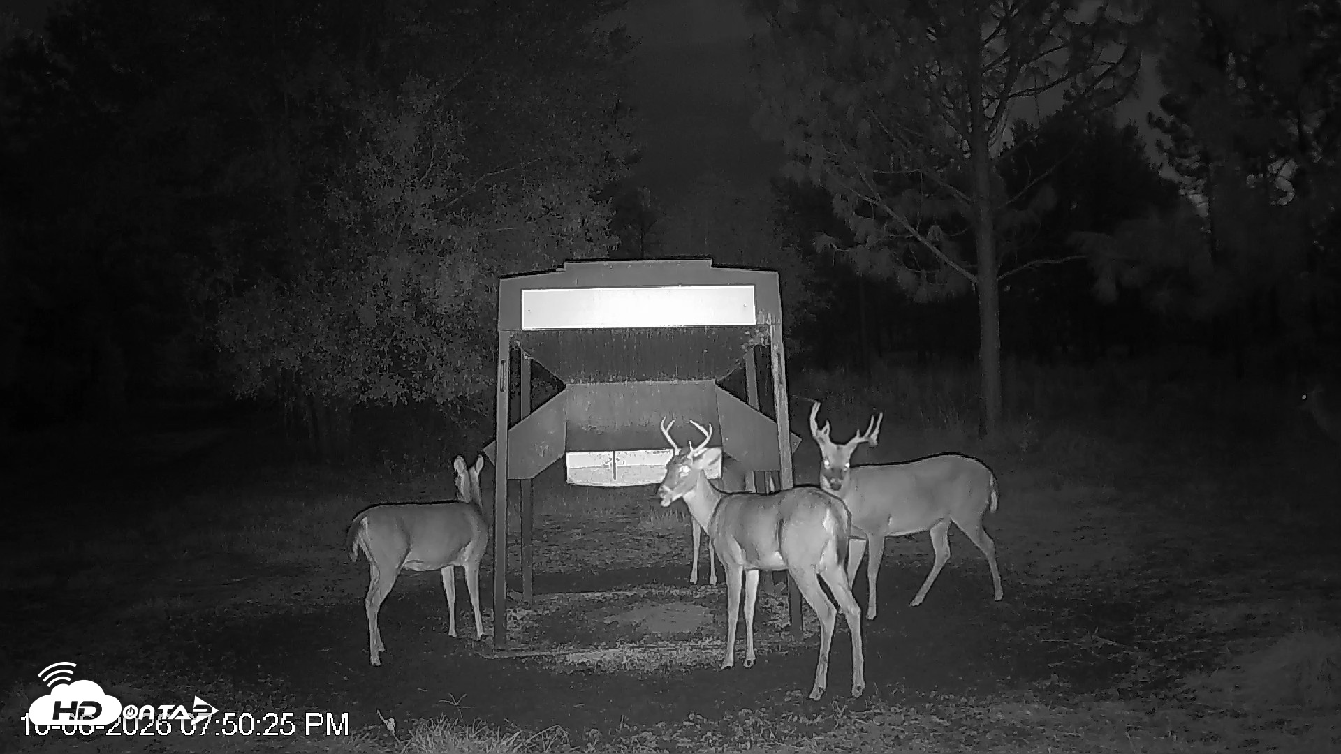 Snapshot of Leesburg Georgia Live Deer Feeder Webcam taken Oct 6, 2026, 7:50pm EDT