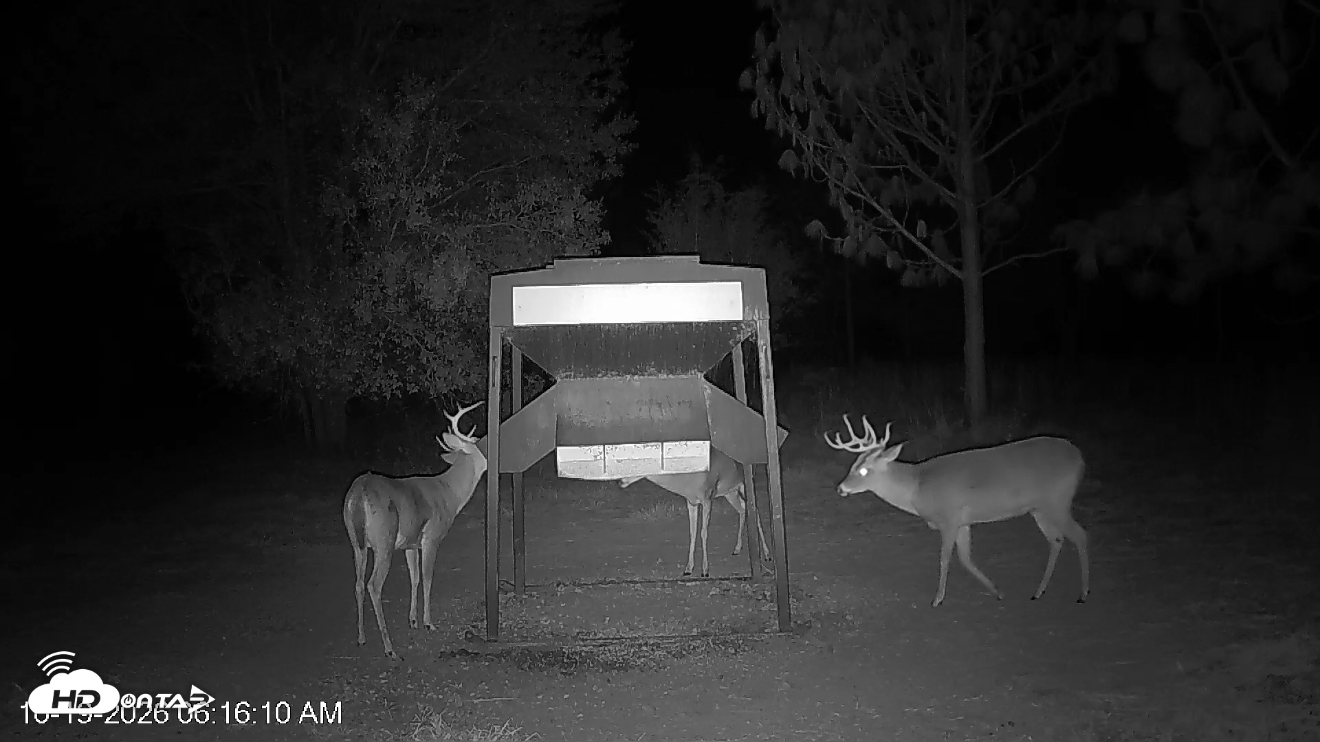 Snapshot of Leesburg Georgia Live Deer Feeder Webcam taken Oct 19, 2026, 6:16am EDT