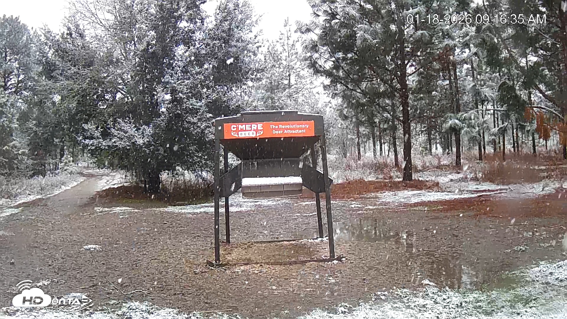 Snapshot of Leesburg Georgia Live Deer Feeder Webcam taken Jan 18, 2026, 9:16am EST