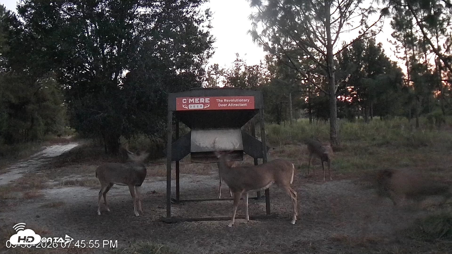 Snapshot of Leesburg Georgia Live Deer Feeder Webcam taken Sep 30, 2026, 7:46pm EDT