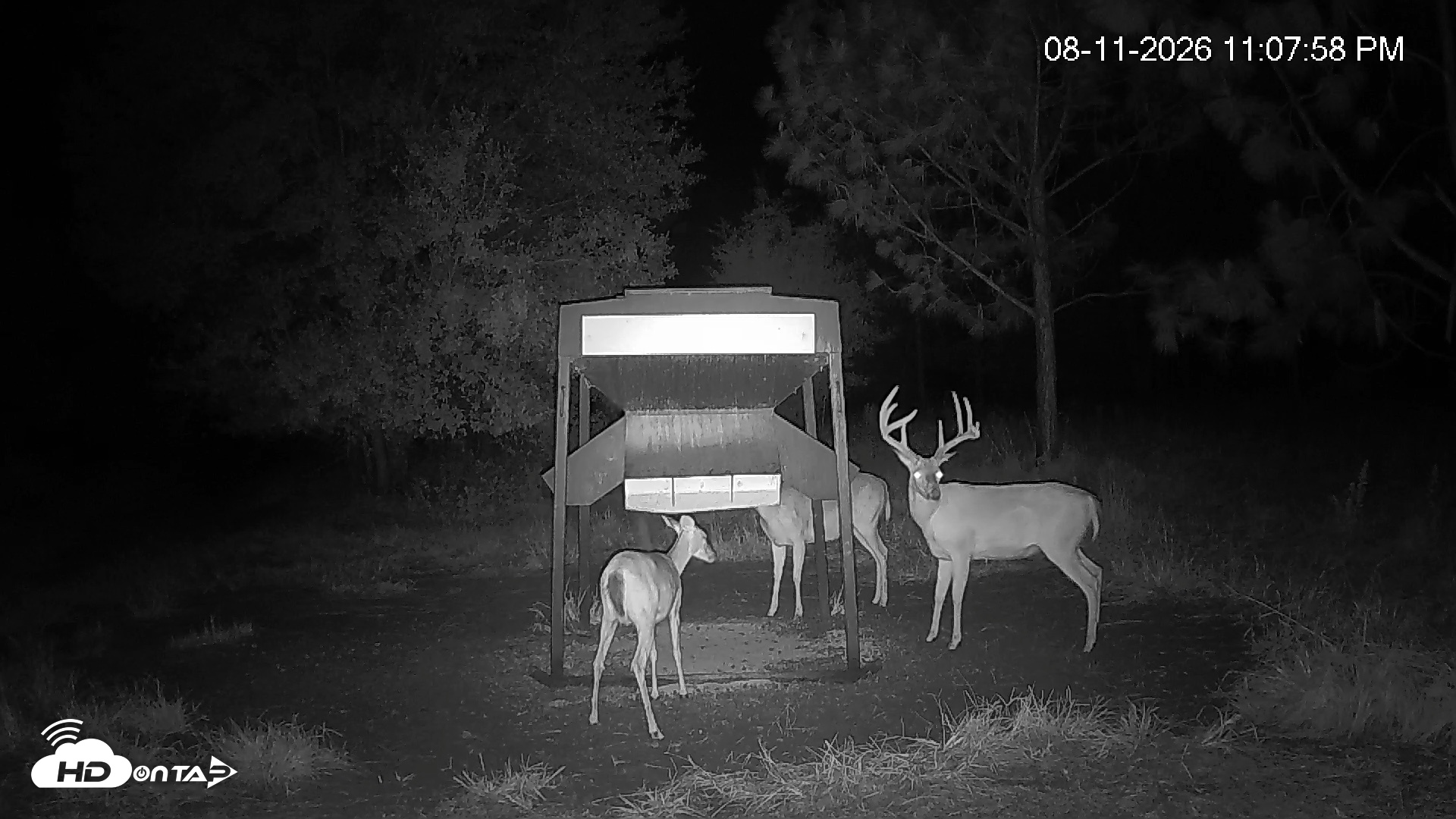 Snapshot of Leesburg Georgia Live Deer Feeder Webcam taken Aug 11, 2026, 11:08pm EDT