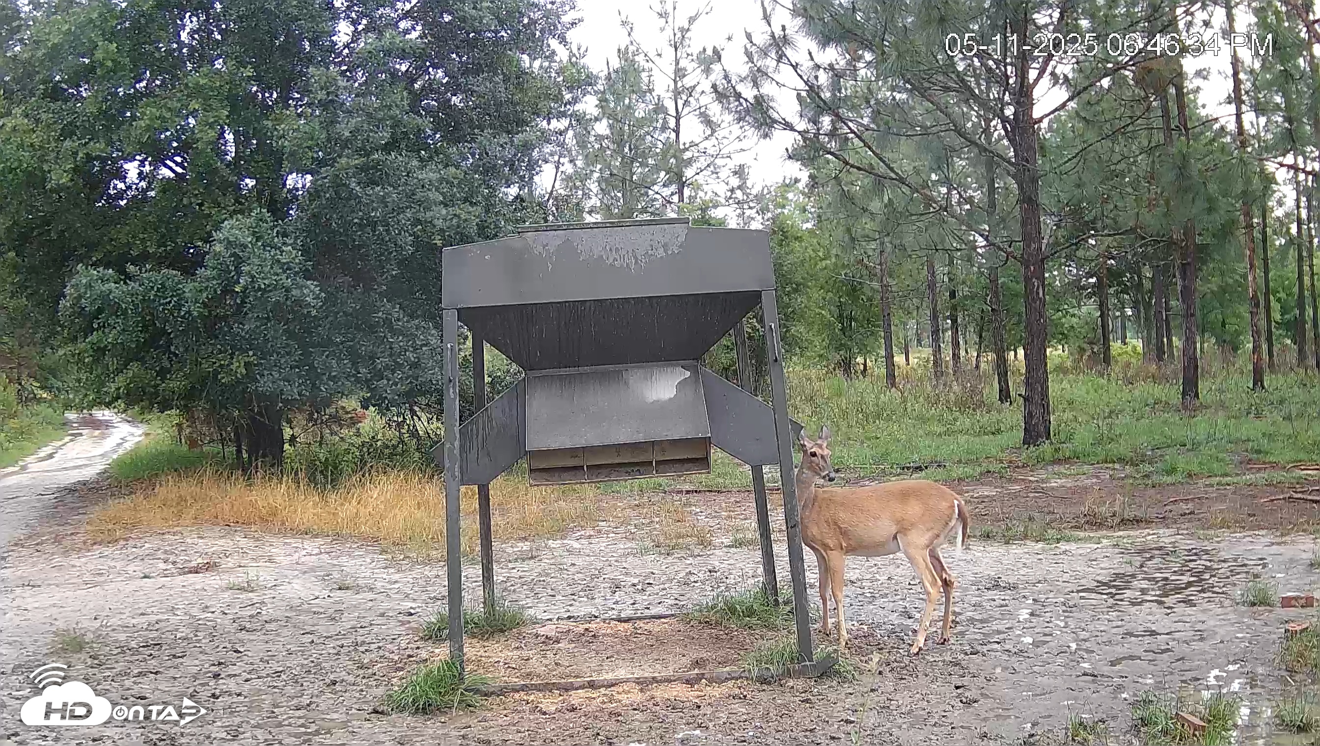 Snapshot of Leesburg Georgia Live Deer Feeder Webcam taken May 11, 2025, 6:46pm EDT
