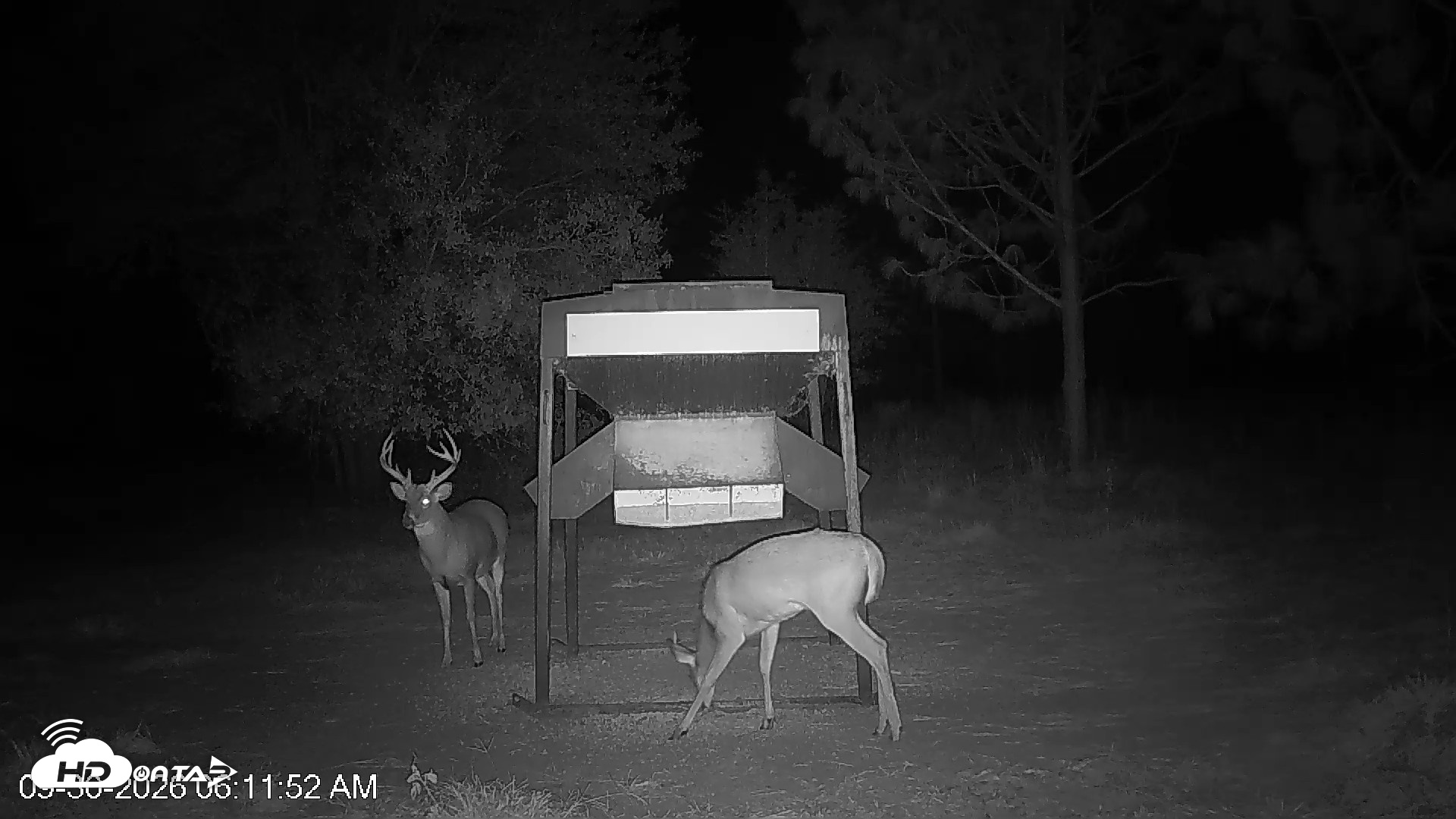Snapshot of Leesburg Georgia Live Deer Feeder Webcam taken Sep 30, 2026, 6:11am EDT
