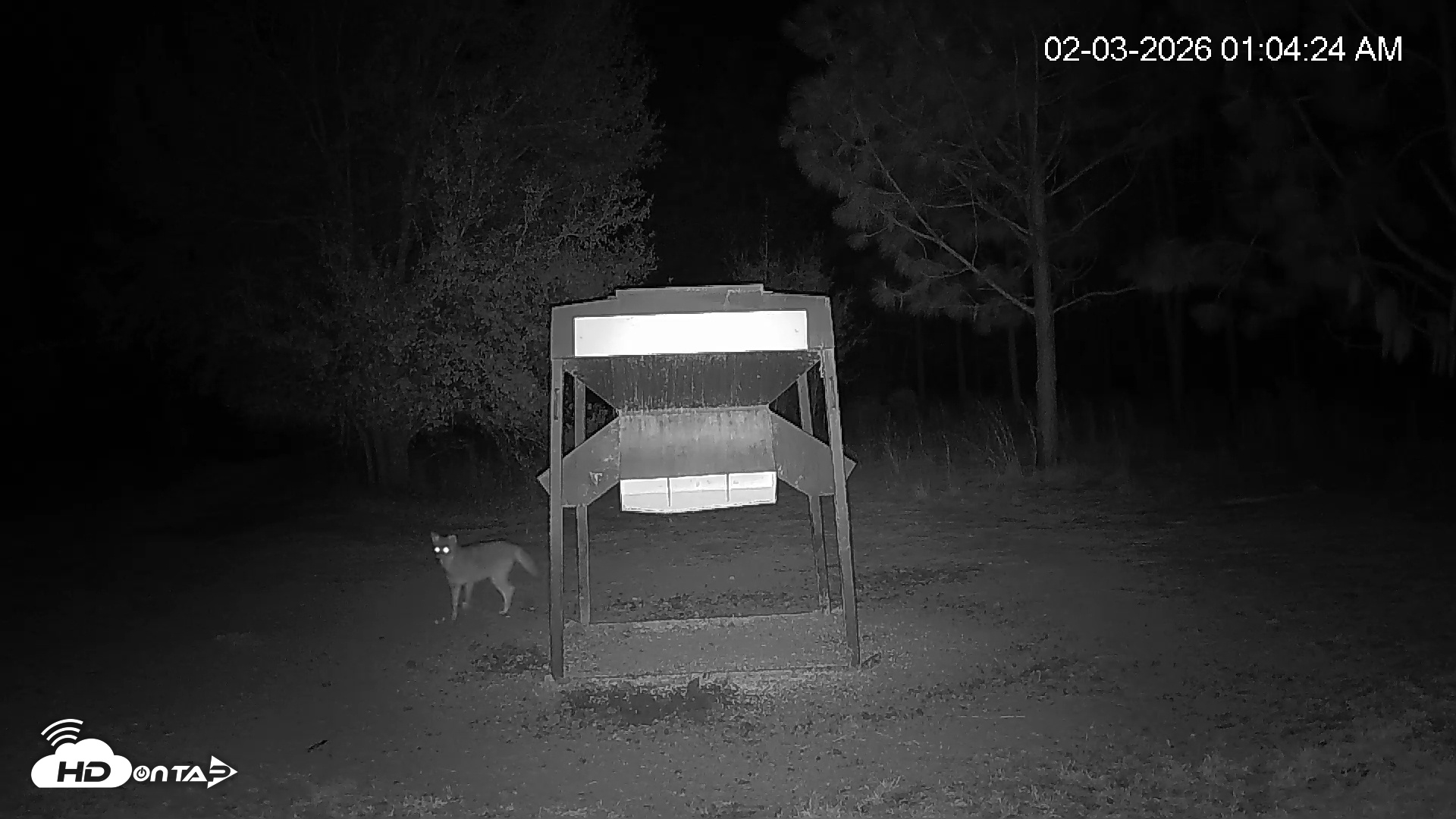 Snapshot of Leesburg Georgia Live Deer Feeder Webcam taken Feb 3, 2026, 1:04am EST