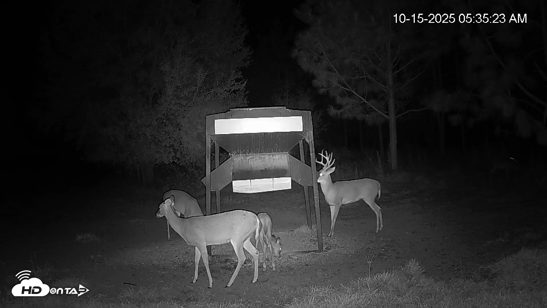 Snapshot of Leesburg Georgia Live Deer Feeder Webcam taken Oct 15, 2025, 5:35am EDT