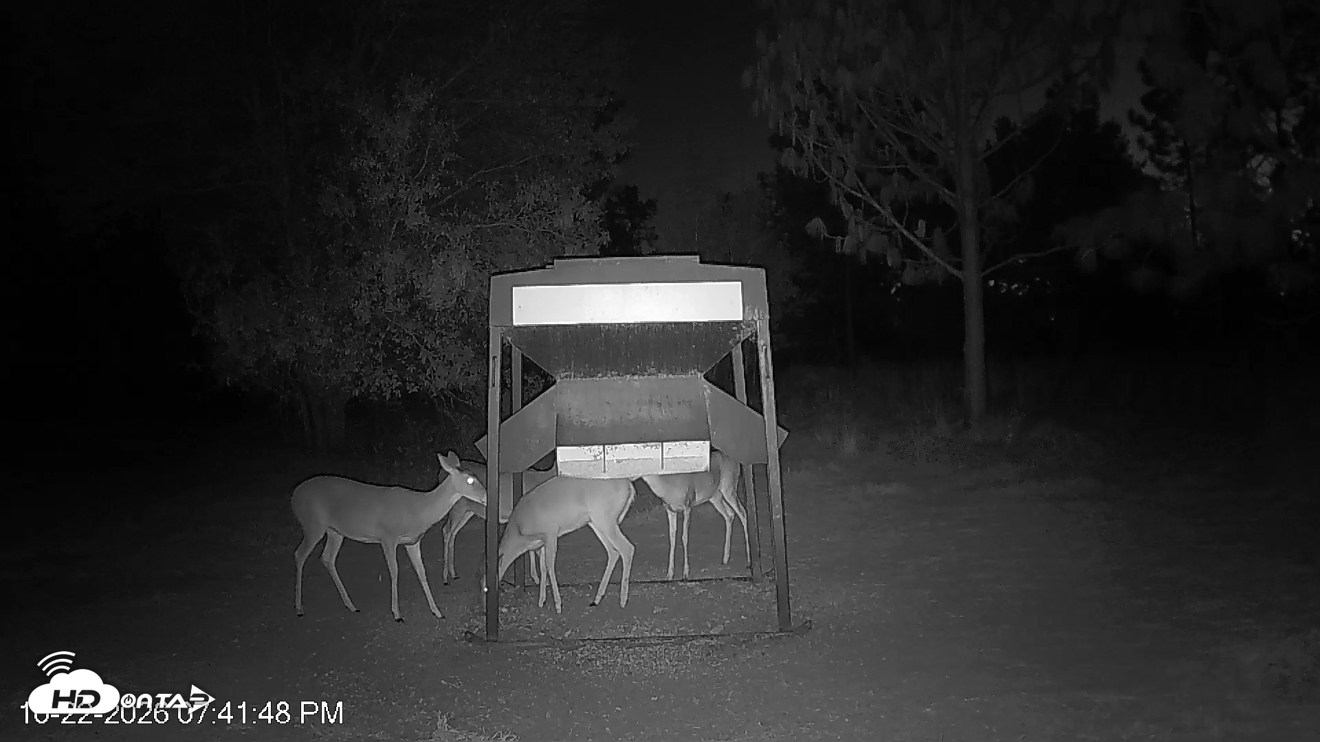 Snapshot of Leesburg Georgia Live Deer Feeder Webcam taken Oct 22, 2026, 7:42pm EDT
